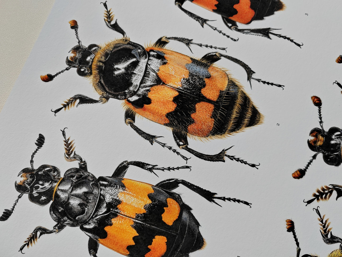 Nicrophorus - British species A3 size limited edition art print. Burying beetles, sexton beetles
