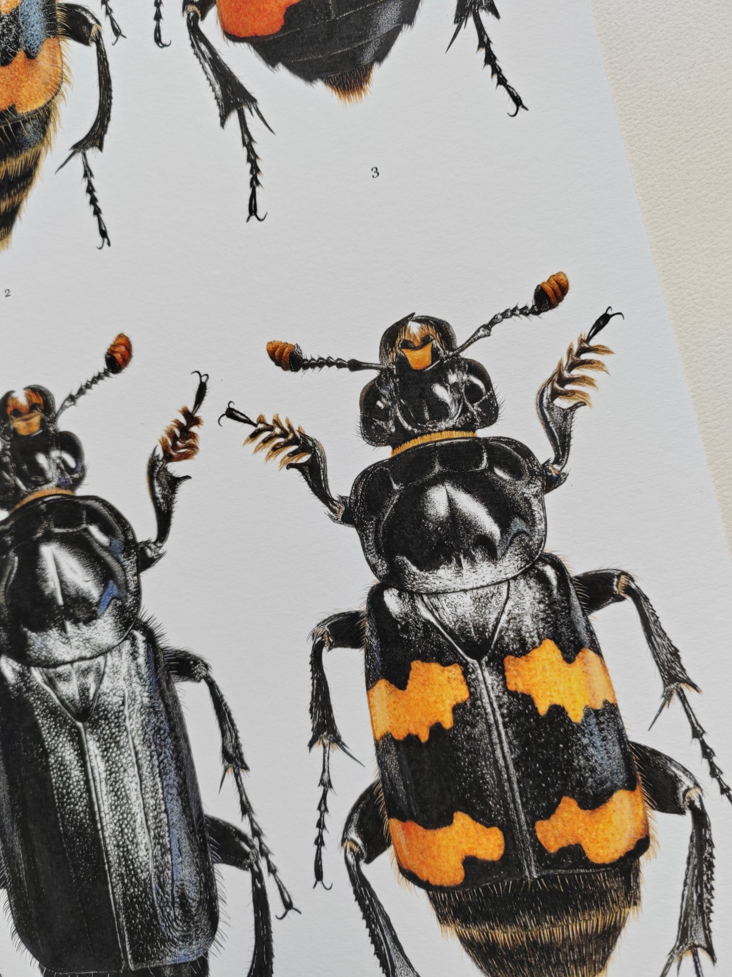 Nicrophorus - British species A3 size limited edition art print. Burying beetles, sexton beetles