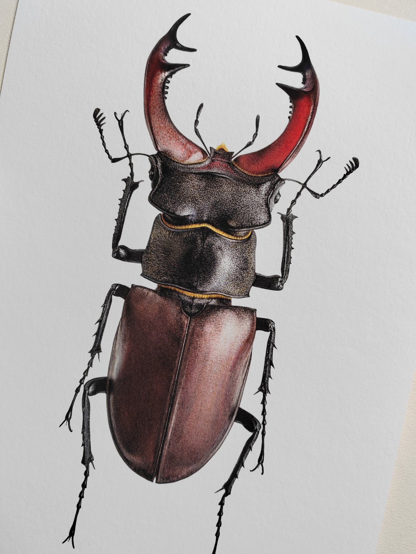 Lucanus cervus, Male, A4 size limited edition art print. Drawn from a British Specimen
