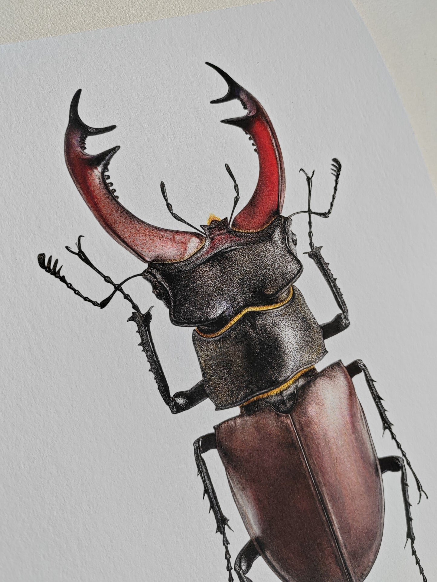 Lucanus cervus, Male, A4 size limited edition art print. Drawn from a British Specimen