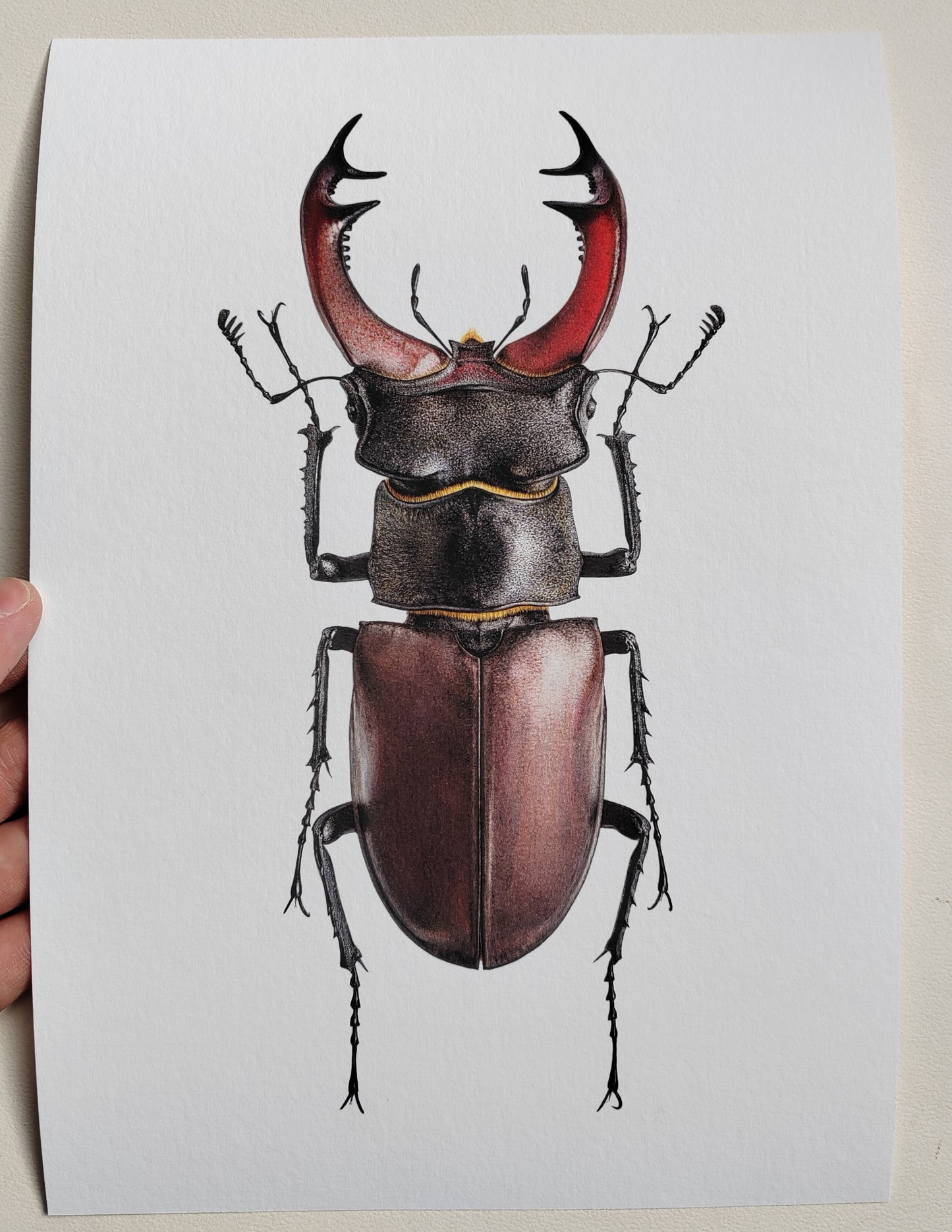 Lucanus cervus, Male, A4 size limited edition art print. Drawn from a British Specimen
