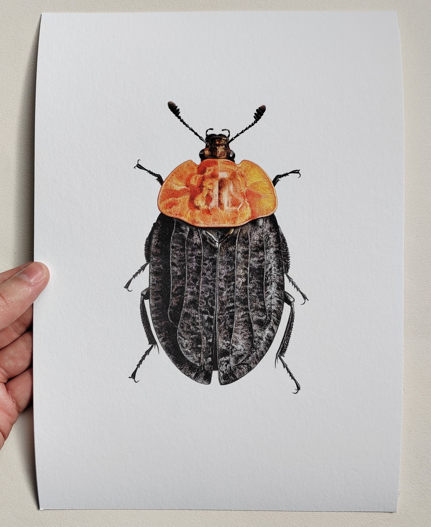 Oiceoptoma thoracicum, A4 size limited edition art print. Red breasted carrion beetle