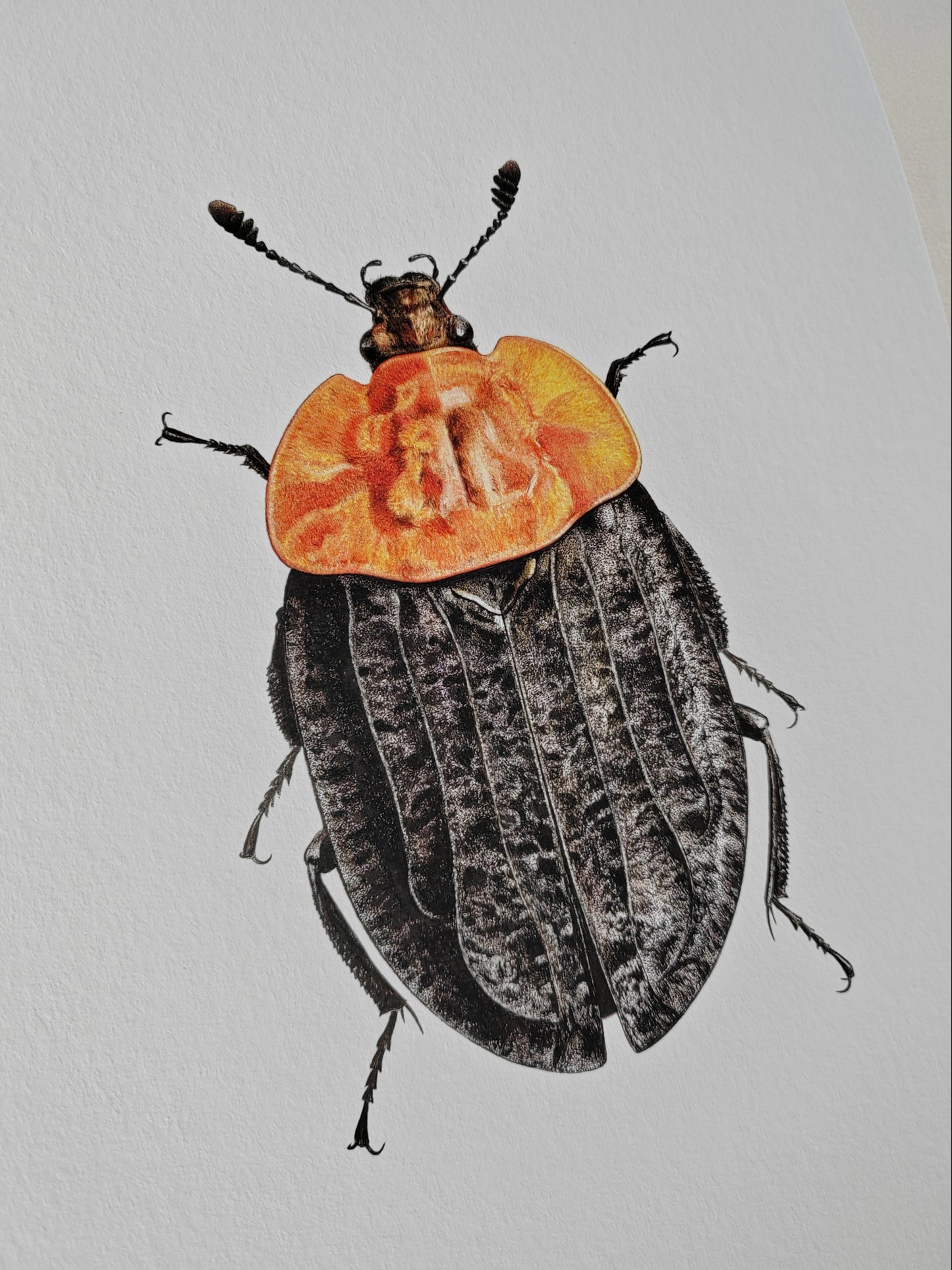 Oiceoptoma thoracicum, A4 size limited edition art print. Red breasted carrion beetle