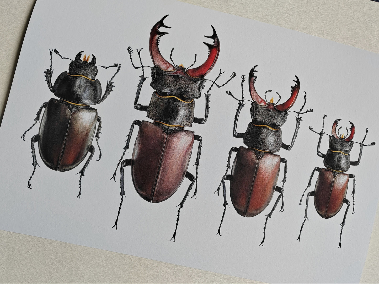 Lucanus cervus Stag Beetle A3 size limited edition art print, British Specimens