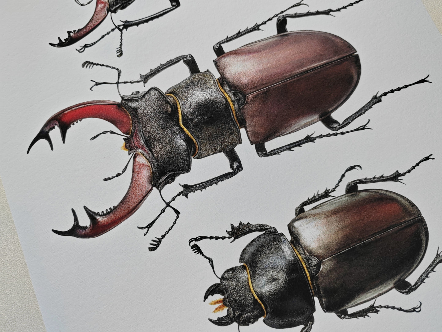 Lucanus cervus Stag Beetle A3 size limited edition art print, British Specimens