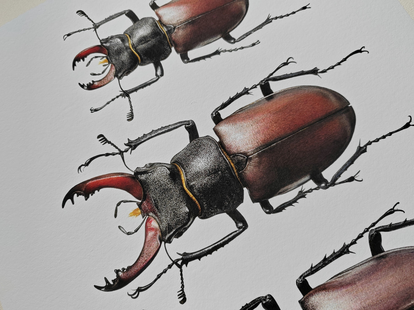 Lucanus cervus Stag Beetle A3 size limited edition art print, British Specimens