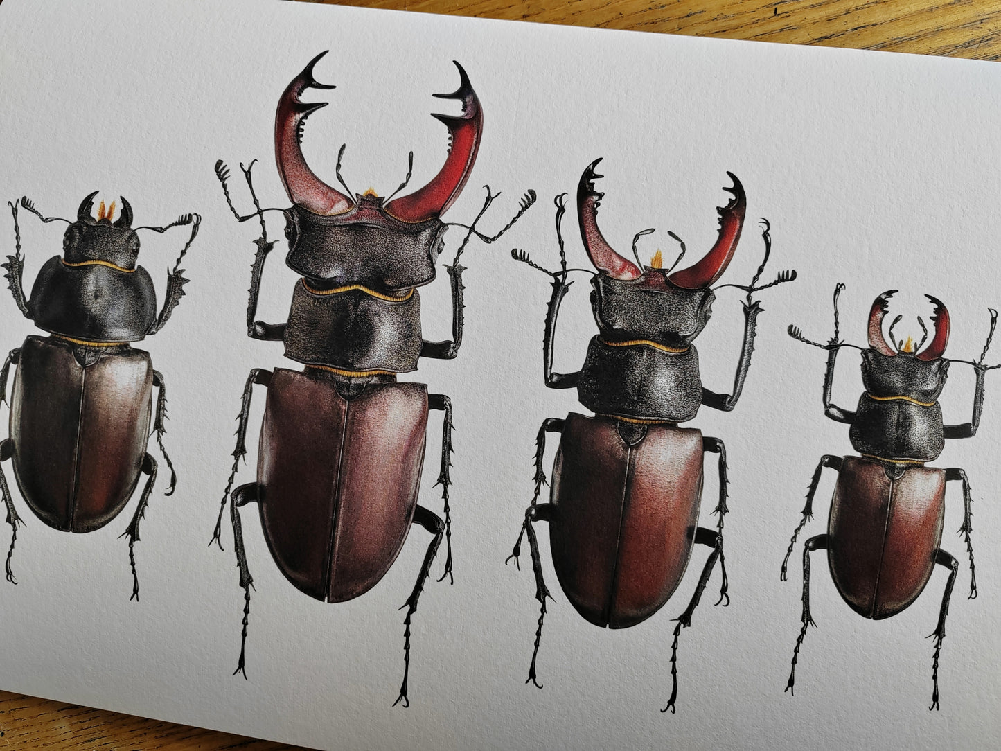 Lucanus cervus Stag Beetle A3 size limited edition art print, British Specimens