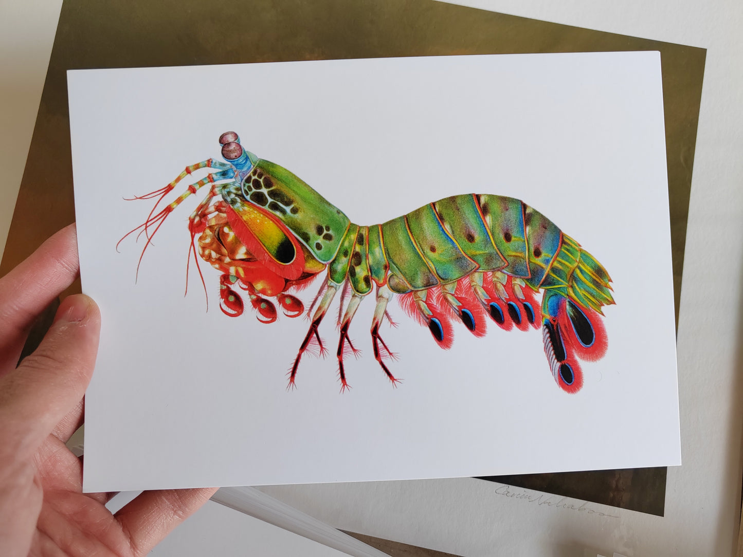 Peacock Mantis Shrimp A5 giant postcard