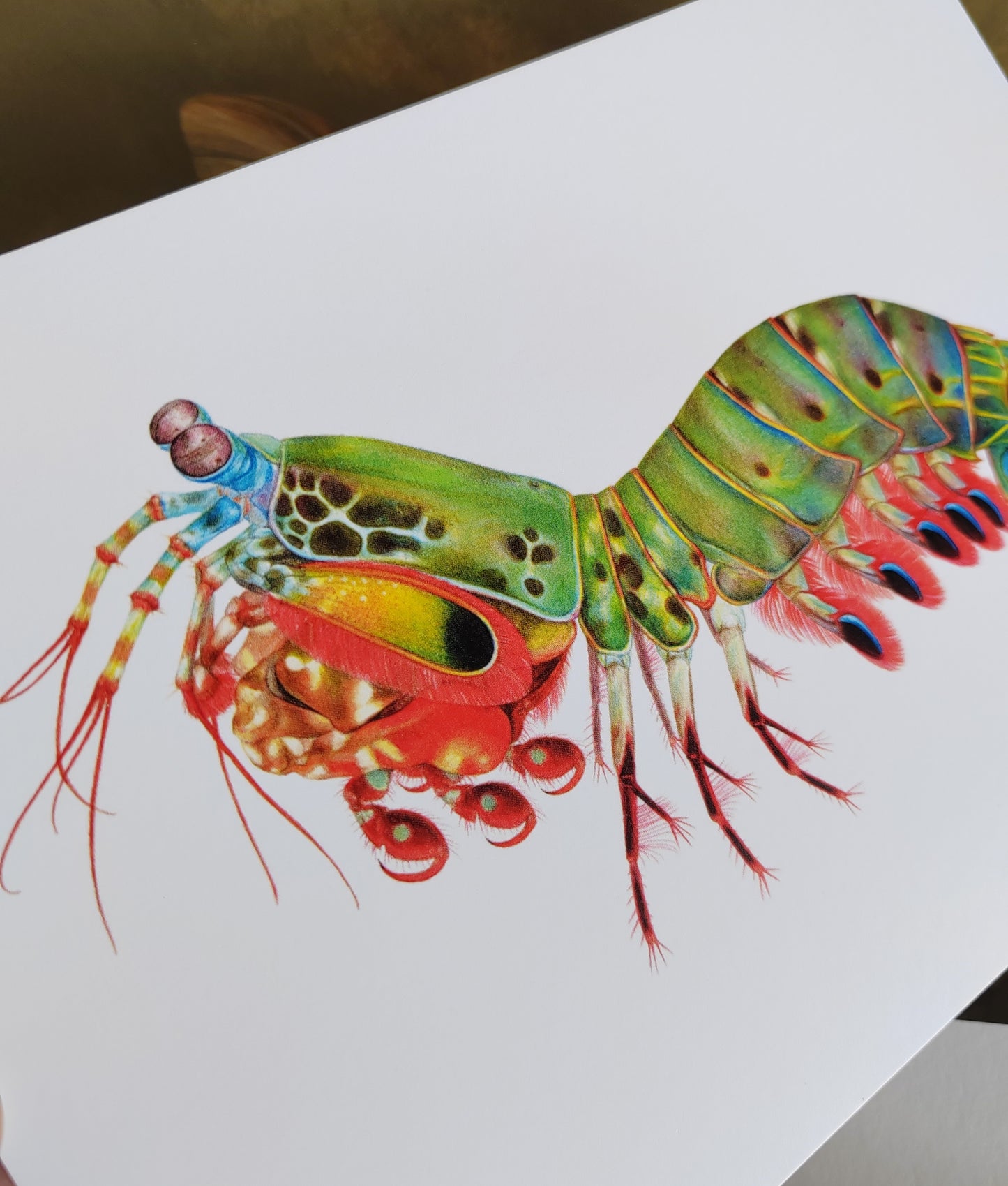 Peacock Mantis Shrimp A5 giant postcard