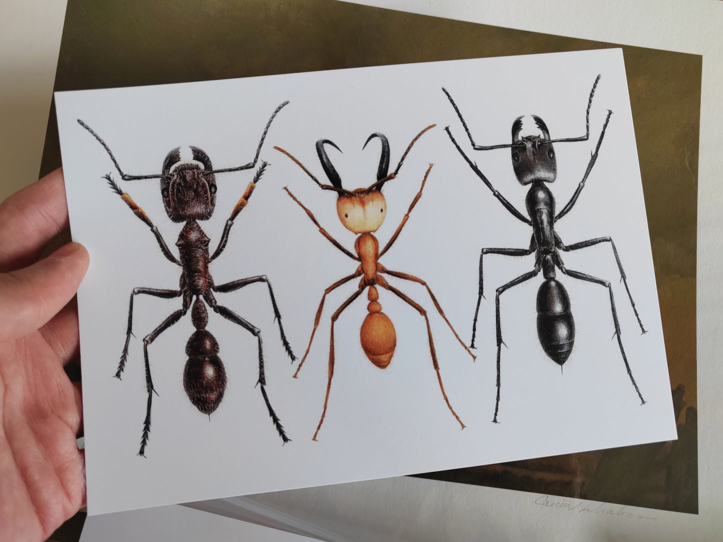 Giant Ant trio, A5 size Giant postcard.