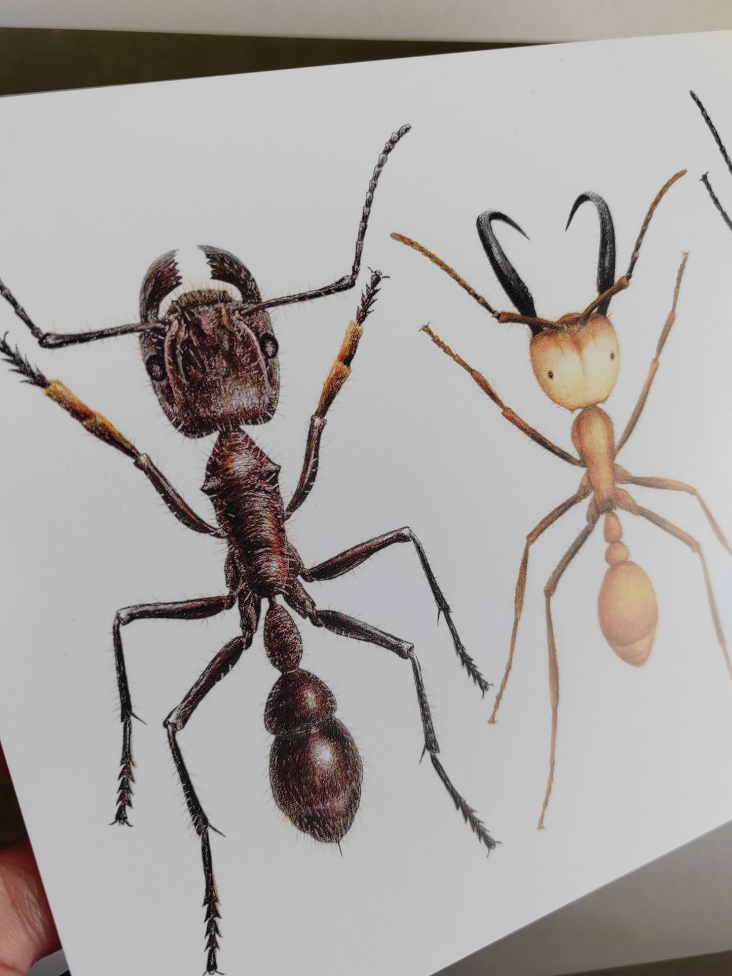 Giant Ant trio, A5 size Giant postcard.