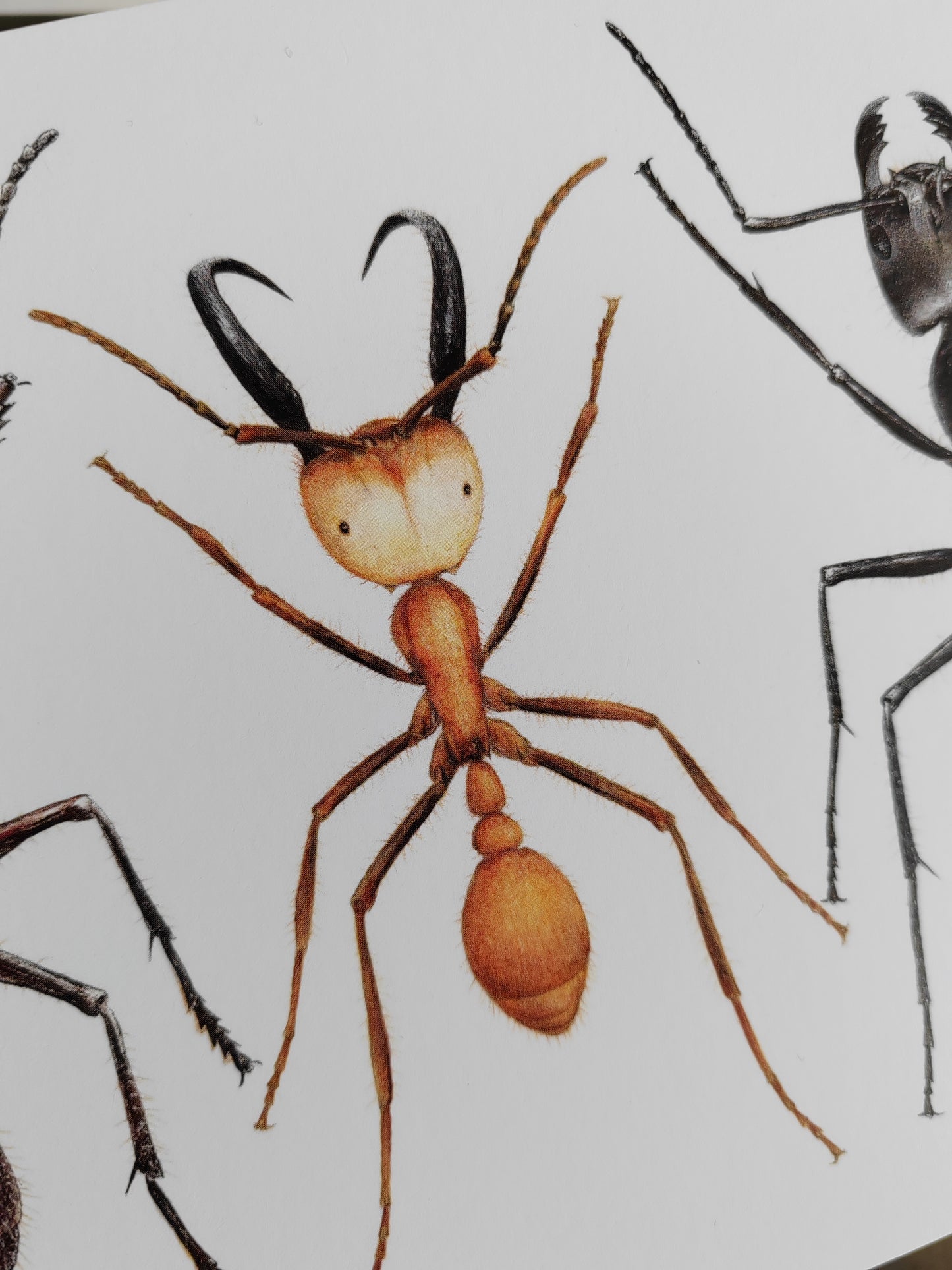 Giant Ant trio, A5 size Giant postcard.