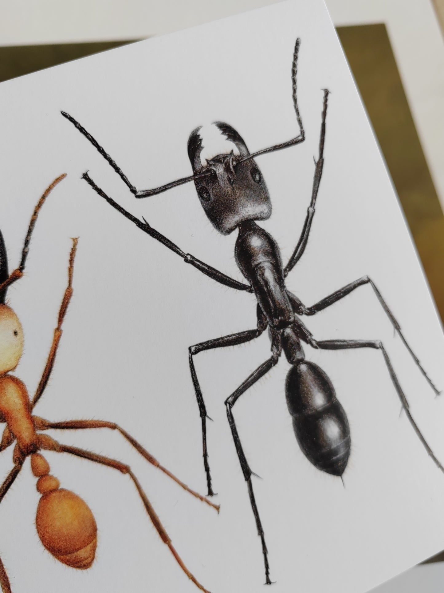 Giant Ant trio, A5 size Giant postcard.