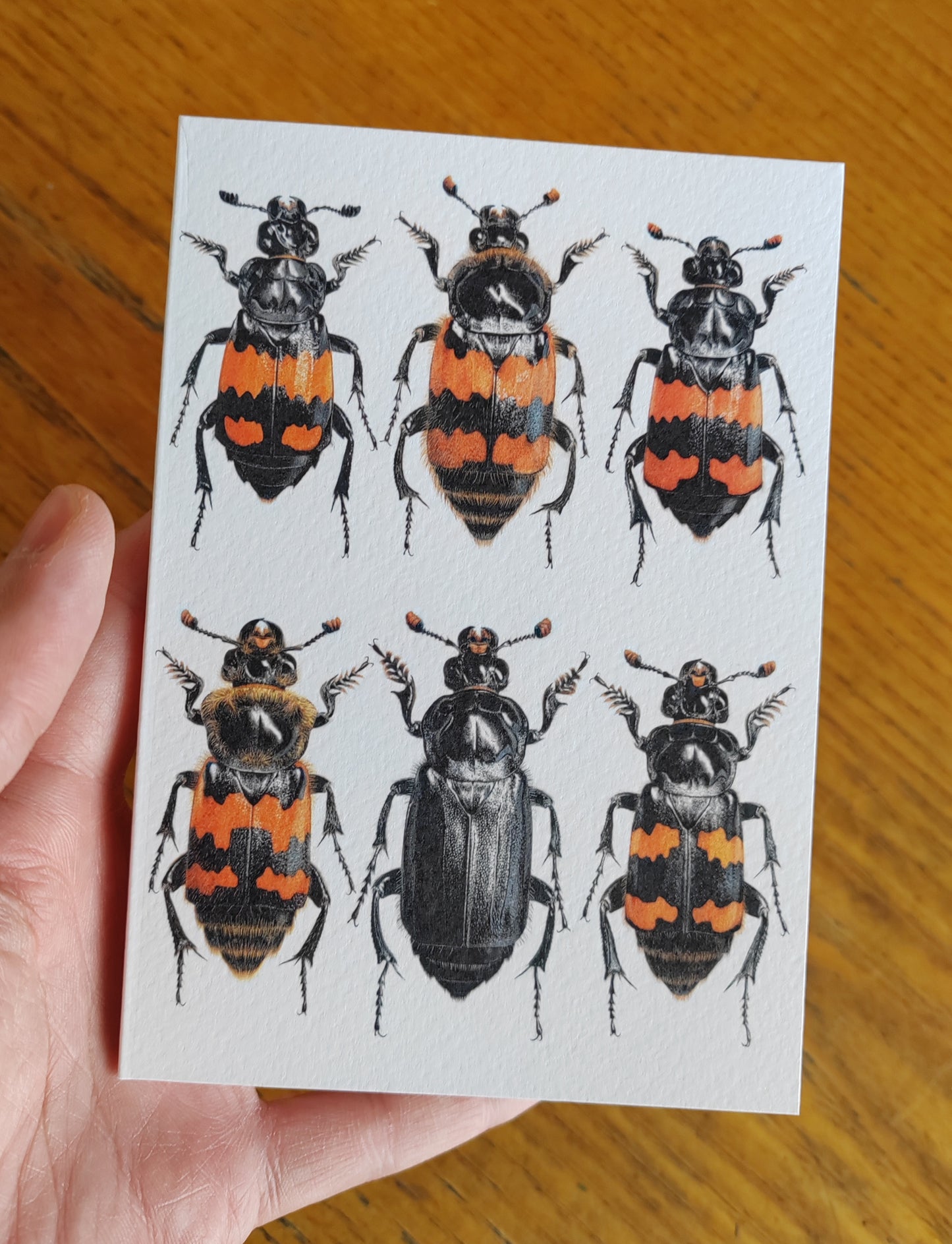 A6 size Greetings card, British Nicrophorus species, Burying Beetles