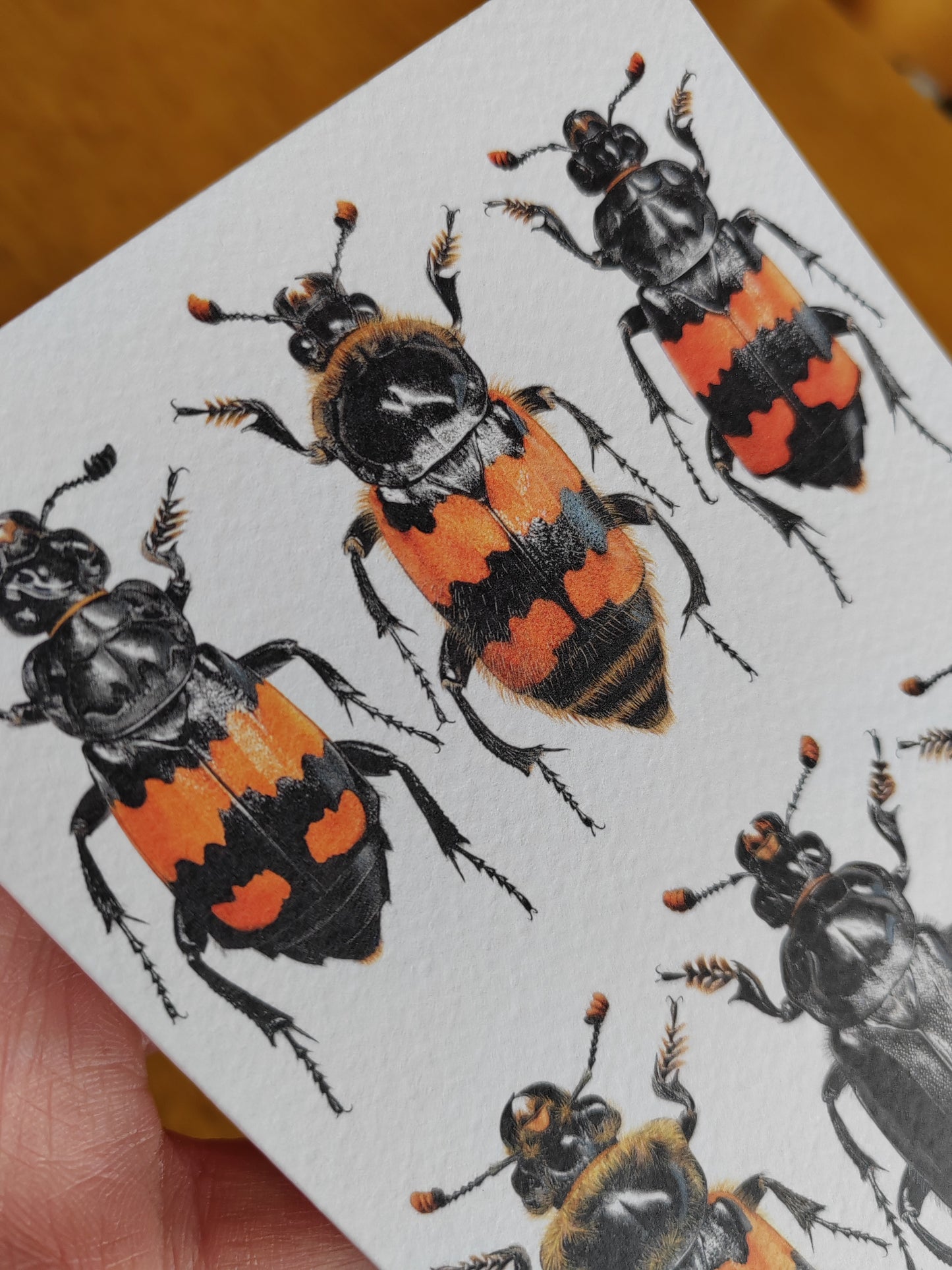 A6 size Greetings card, British Nicrophorus species, Burying Beetles