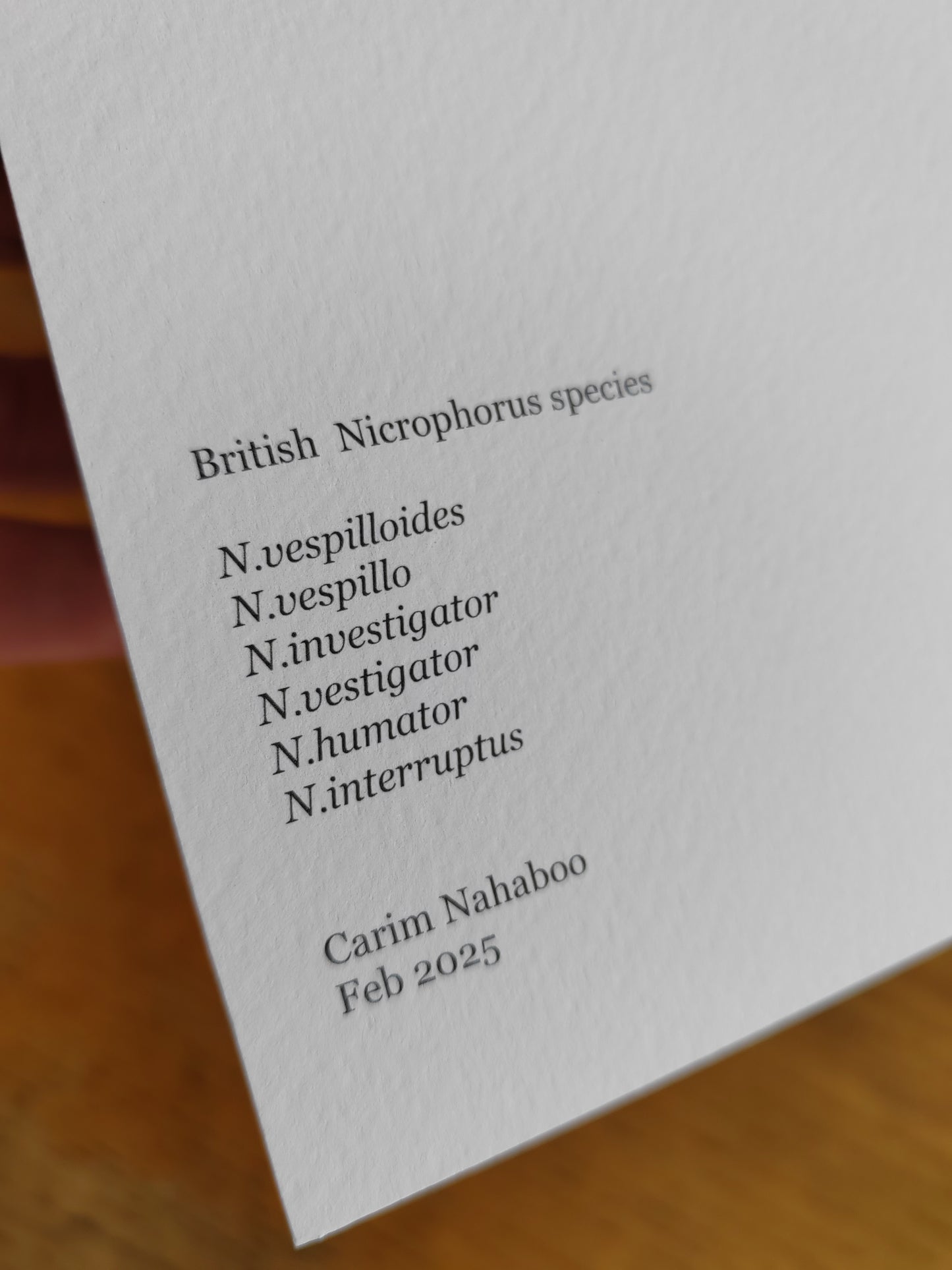 A6 size Greetings card, British Nicrophorus species, Burying Beetles