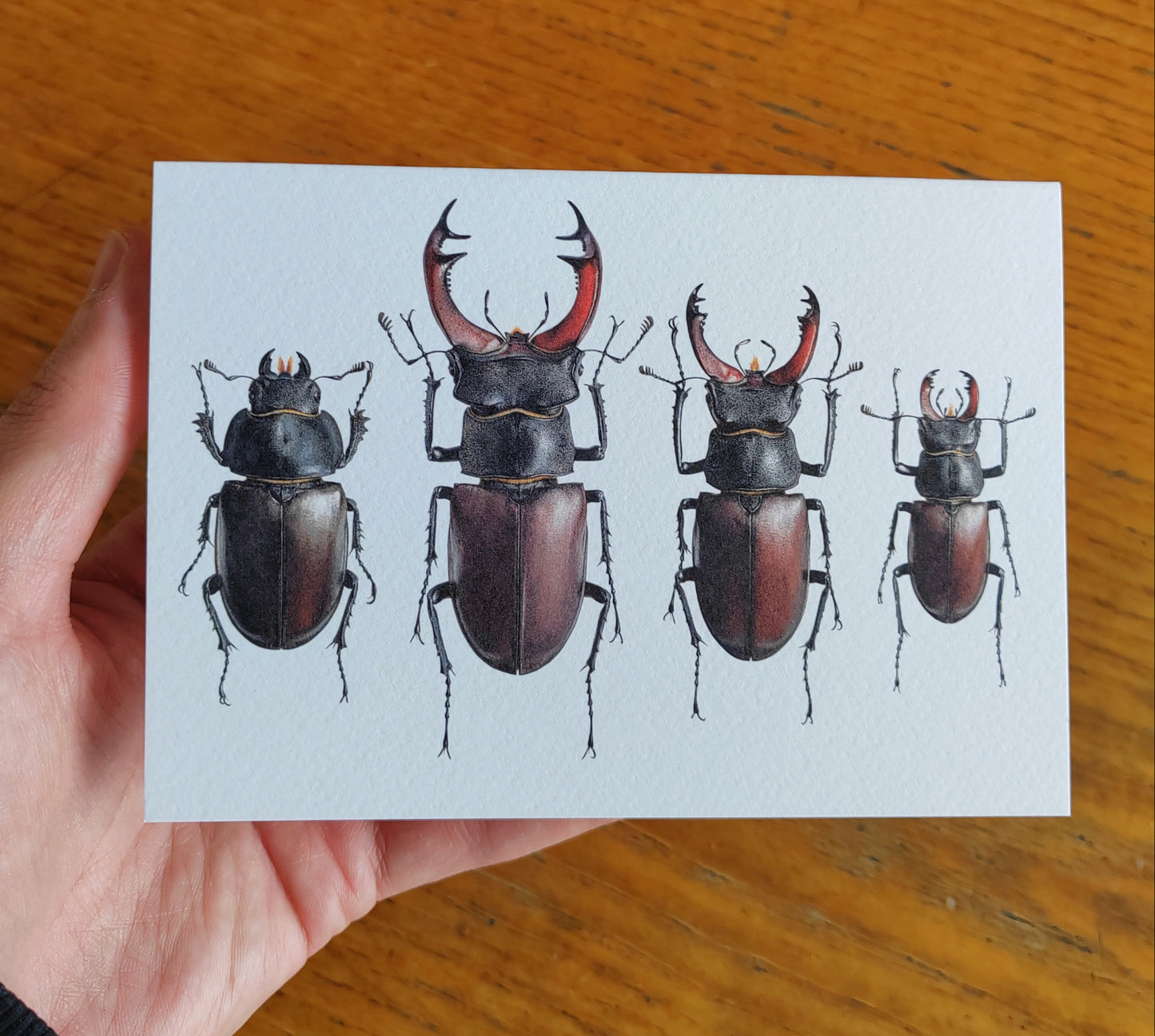 A6 size Greetings card, British Stag Beetles. Lucanus cervus
