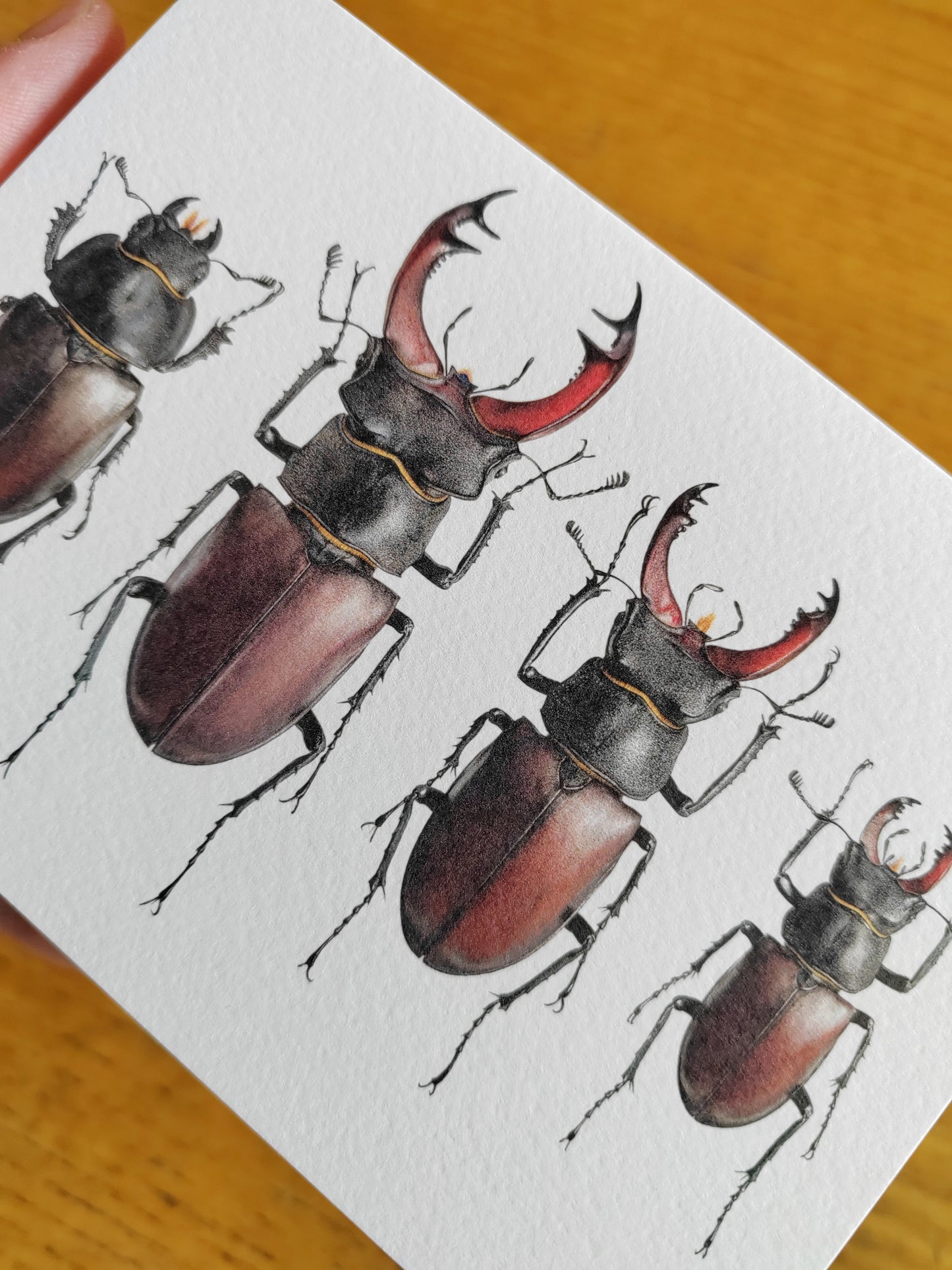 A6 size Greetings card, British Stag Beetles. Lucanus cervus
