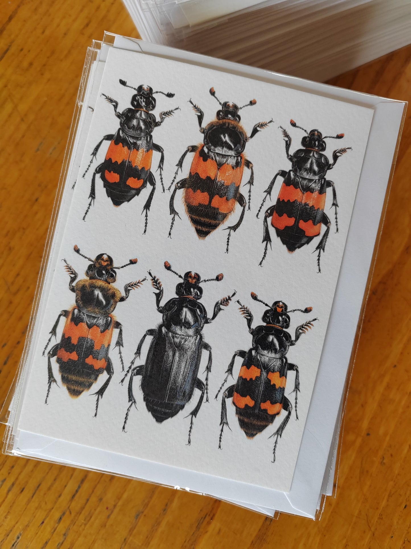 A6 size Greetings card, British Nicrophorus species, Burying Beetles