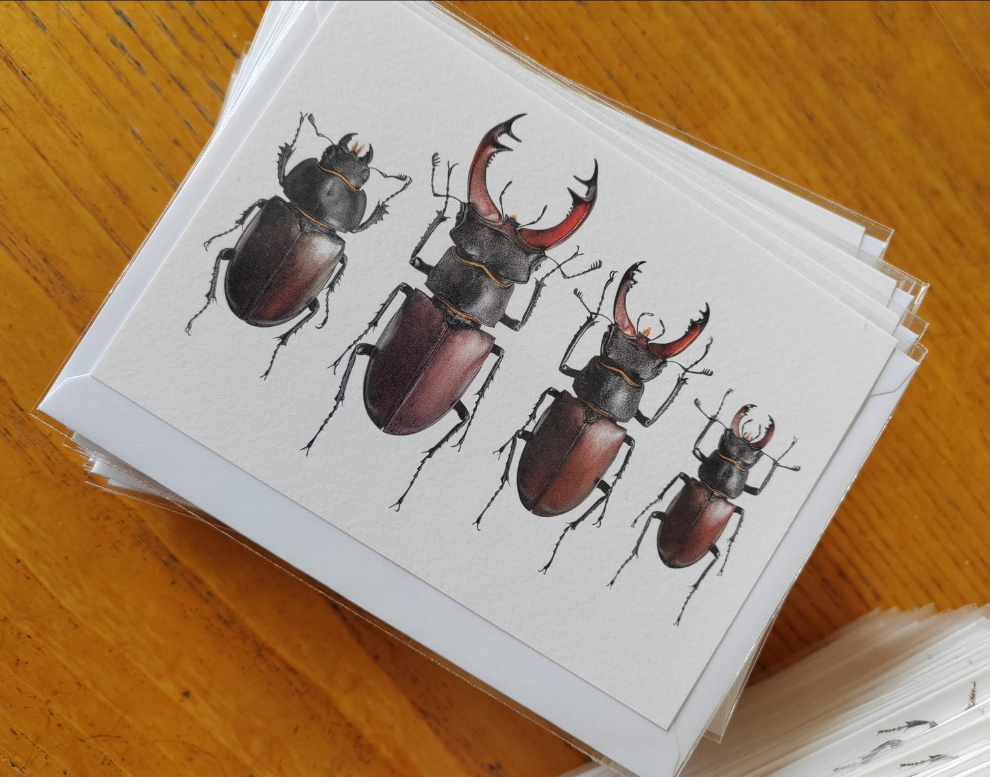 A6 size Greetings card, British Stag Beetles. Lucanus cervus
