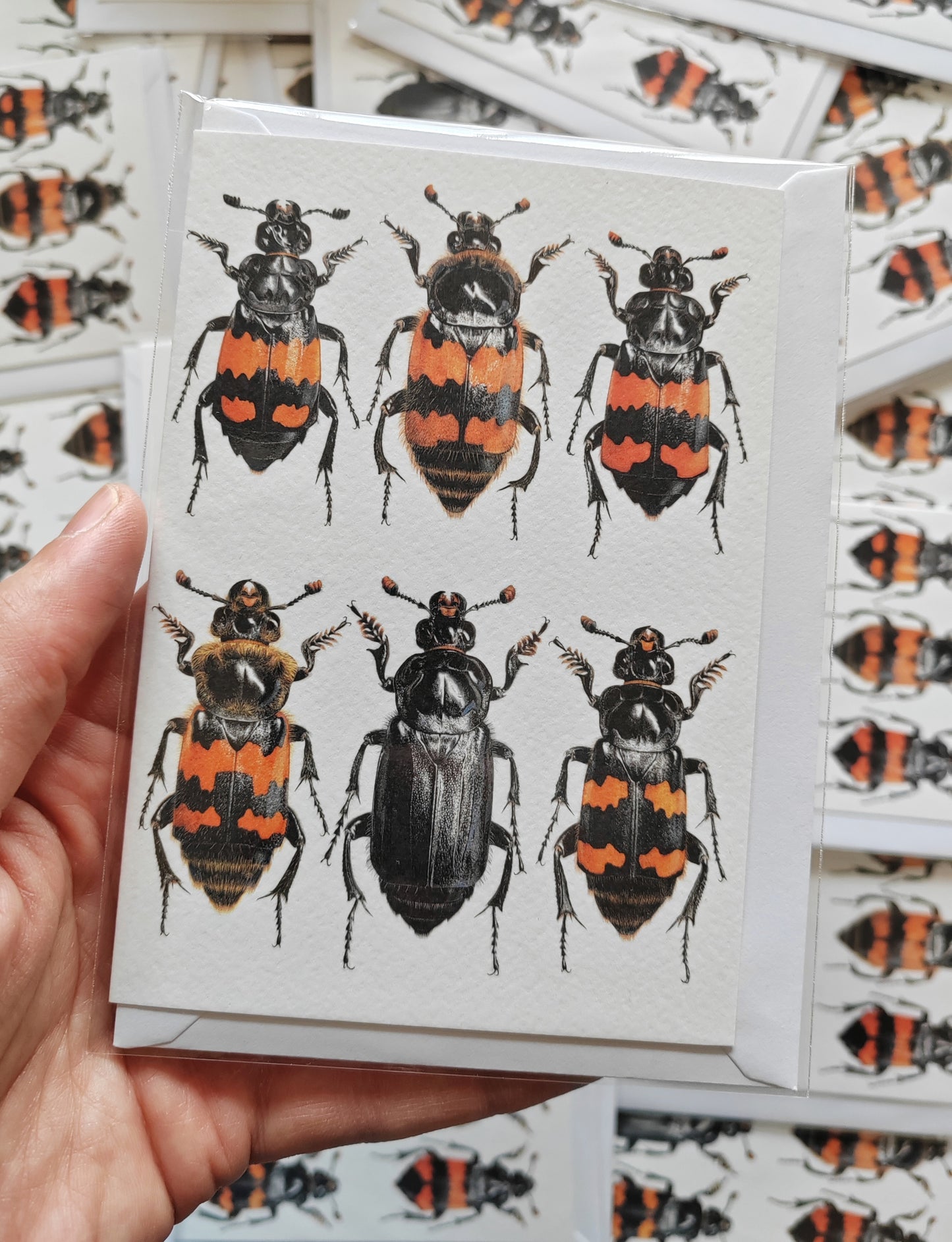 A6 size Greetings card, British Nicrophorus species, Burying Beetles