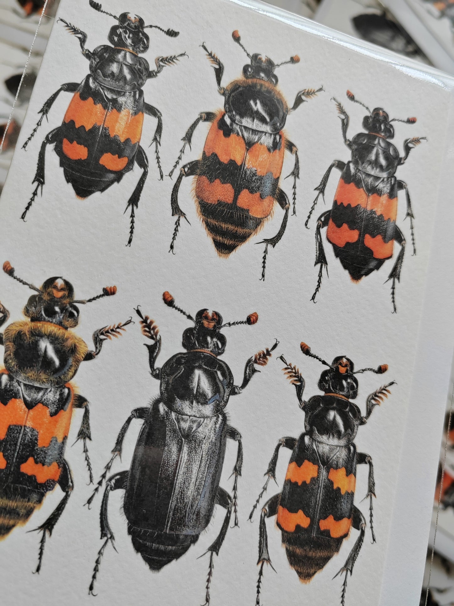 A6 size Greetings card, British Nicrophorus species, Burying Beetles