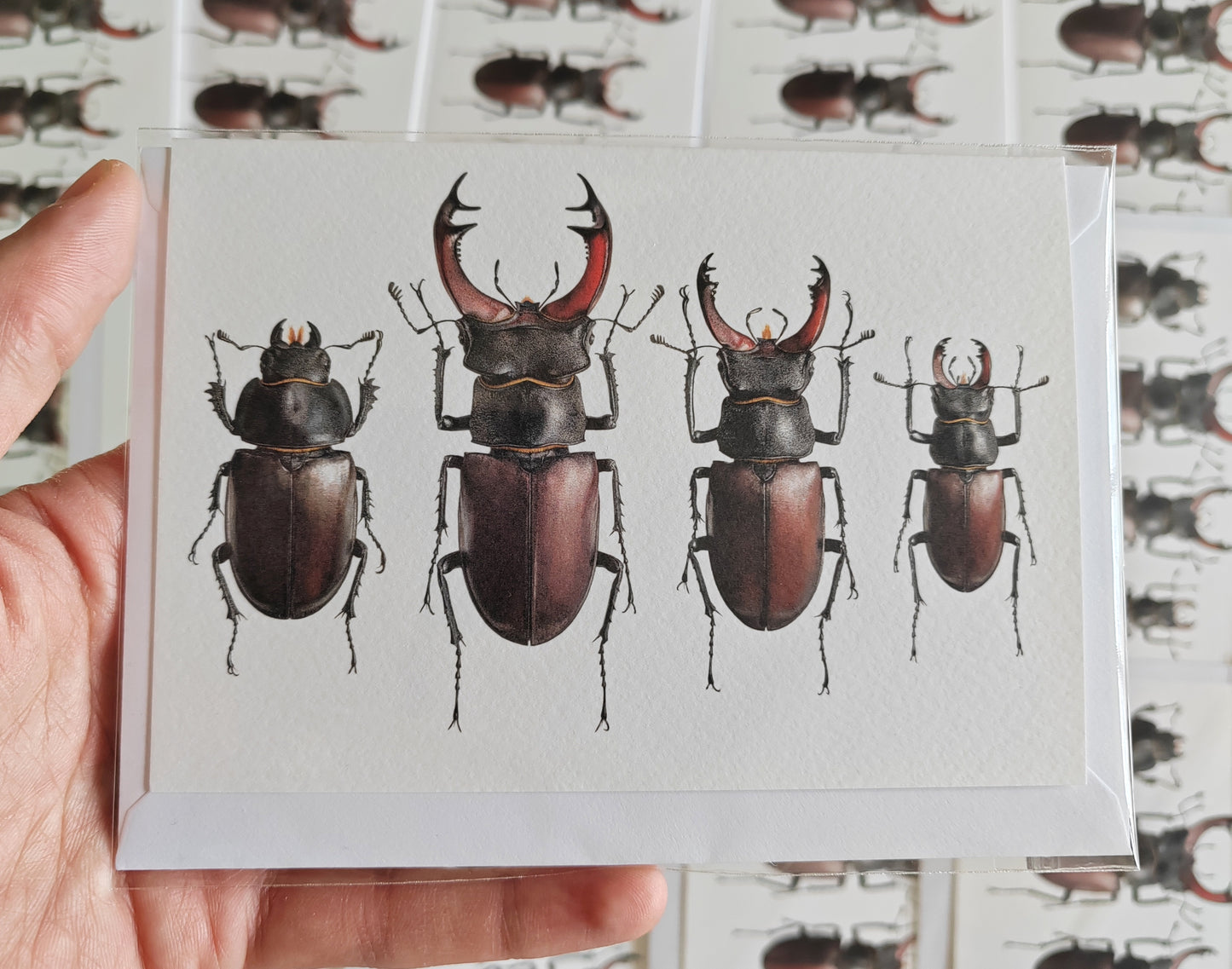 A6 size Greetings card, British Stag Beetles. Lucanus cervus
