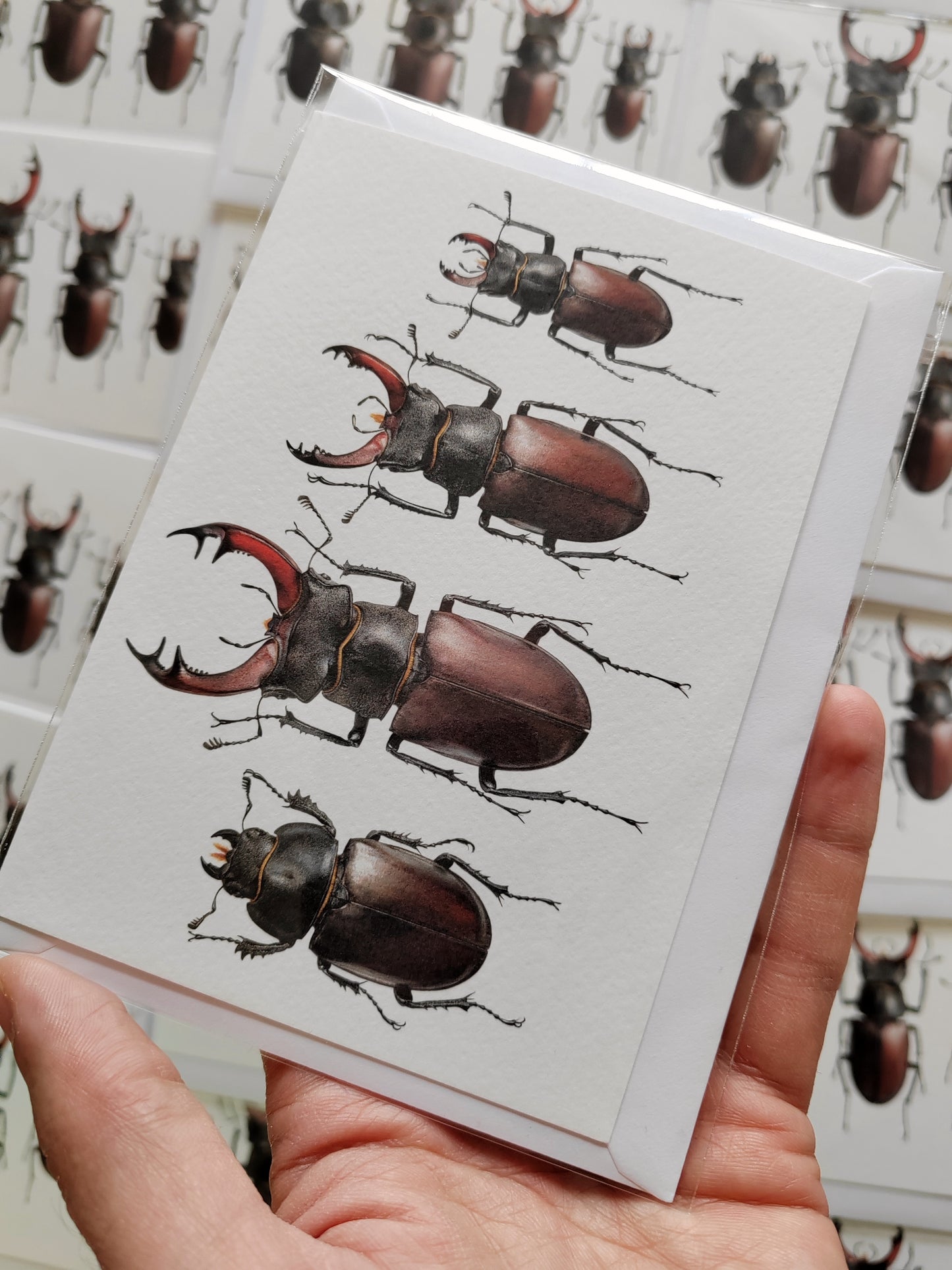 A6 size Greetings card, British Stag Beetles. Lucanus cervus