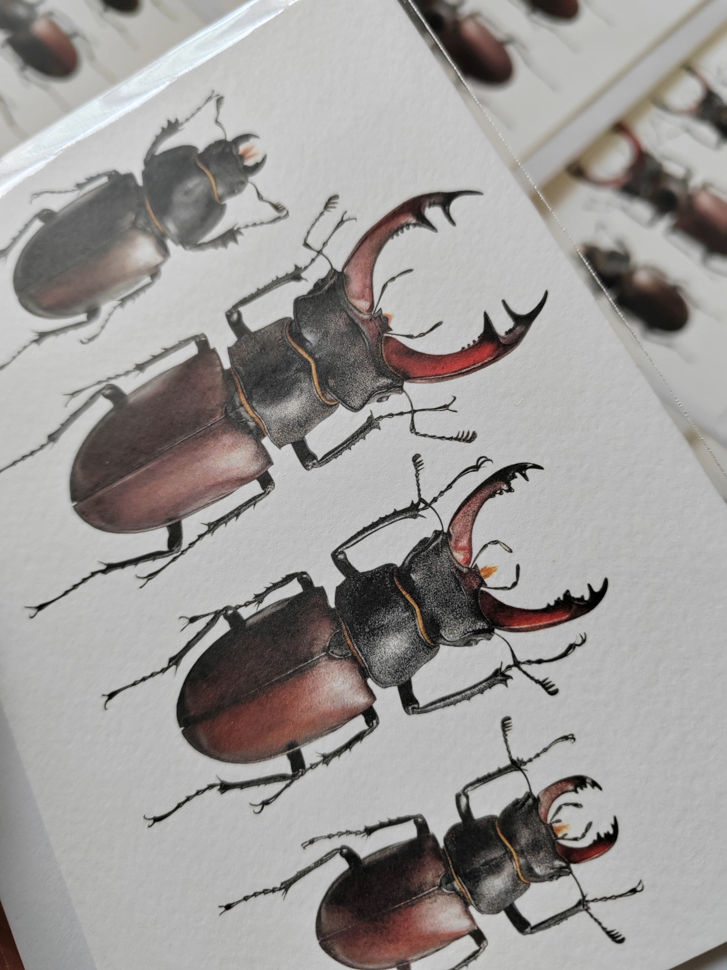 A6 size Greetings card, British Stag Beetles. Lucanus cervus
