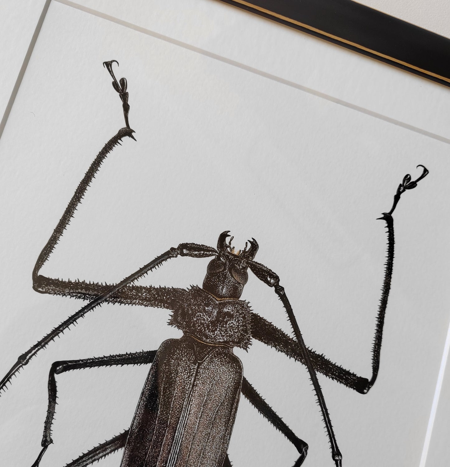 Telotoma hayesi, framed original artwork