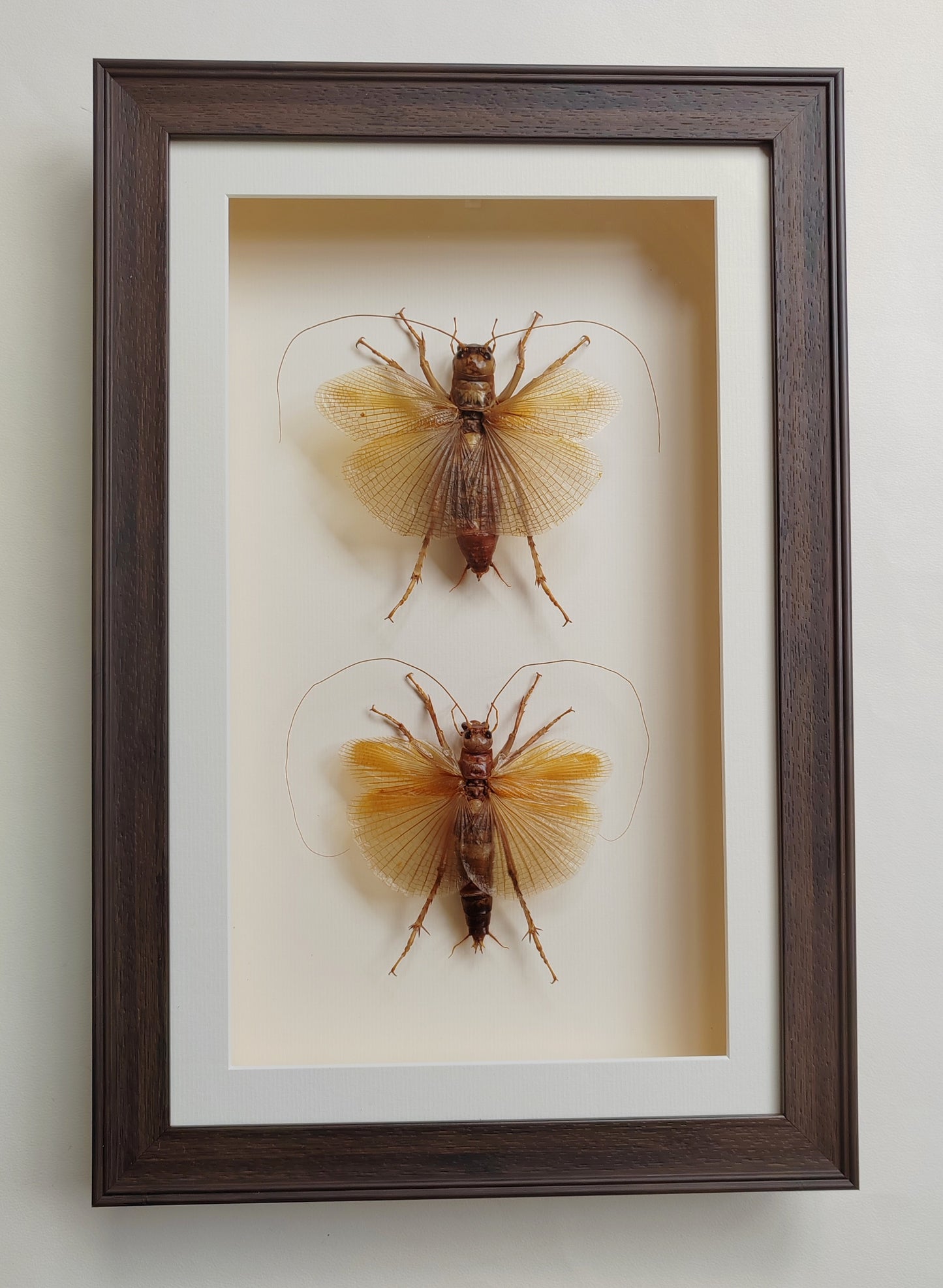 Sia ferox - Bulldog Raspy Cricket, real framed specimens male & female pair
