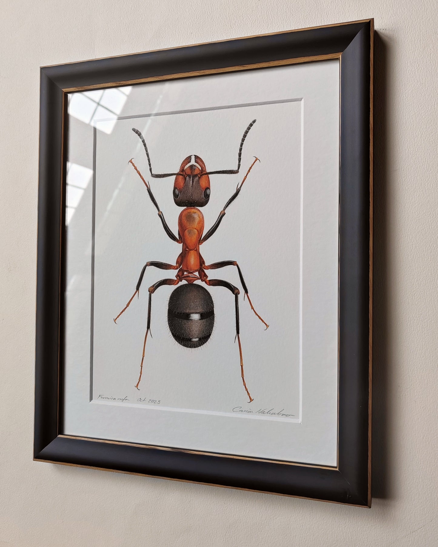 Formica rufa, Wood Ant 10x8" size limited edition art print