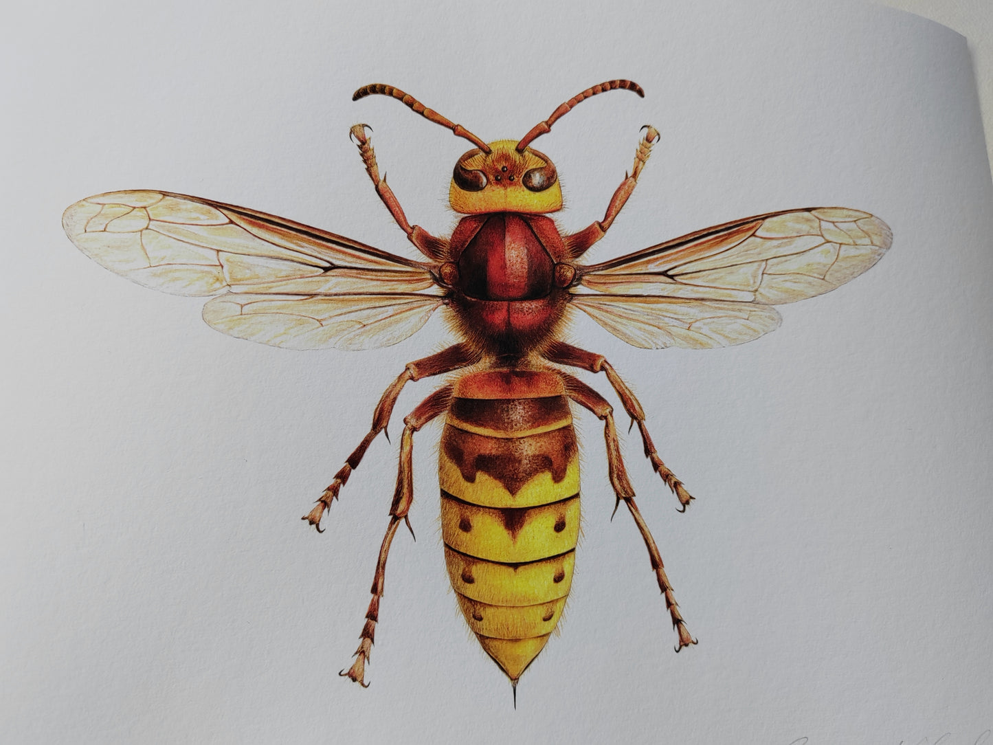 Hornet, Vespa crabro, Queen, A4 size limited edition art print