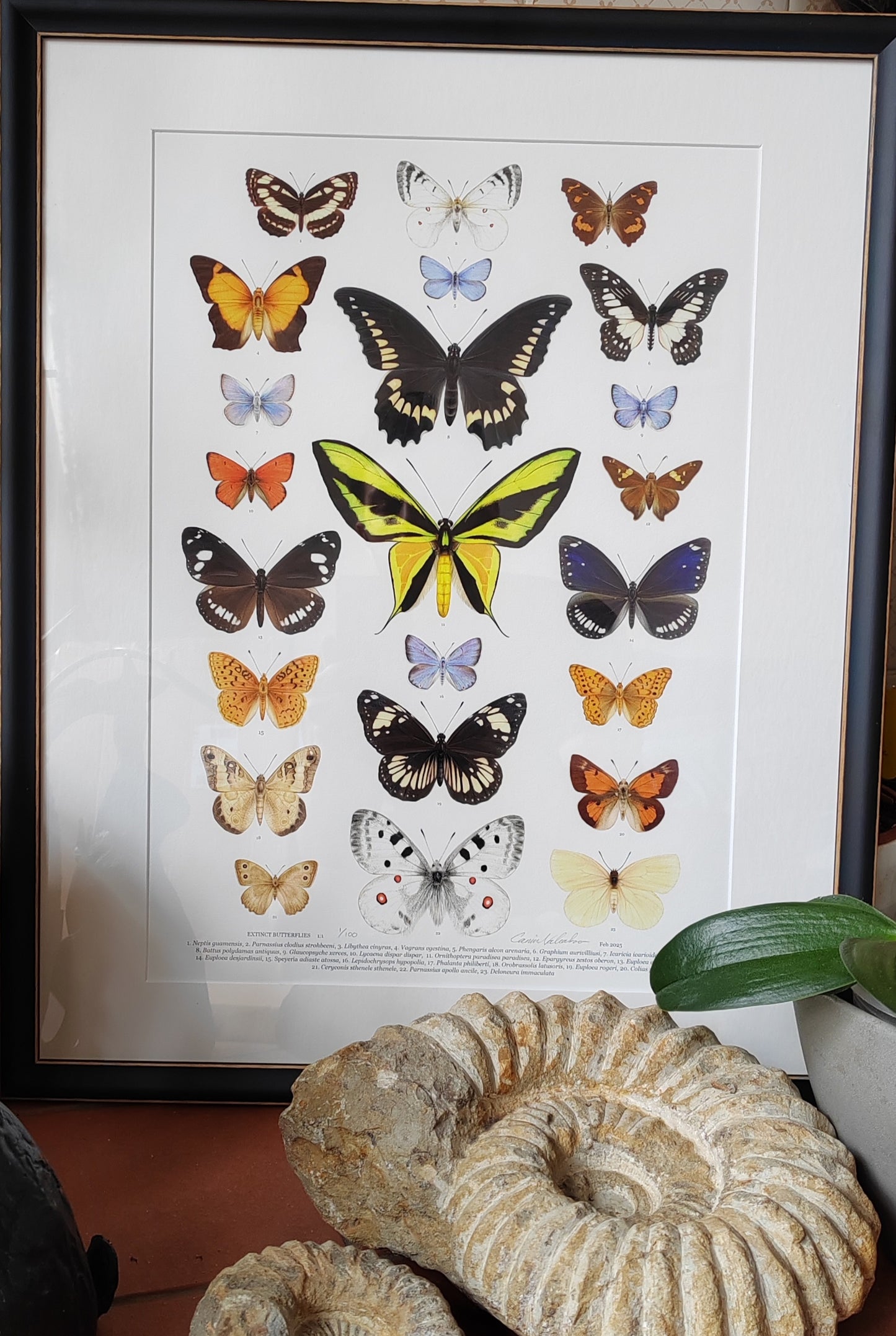 Extinct Butterflies, framed limited edition art print