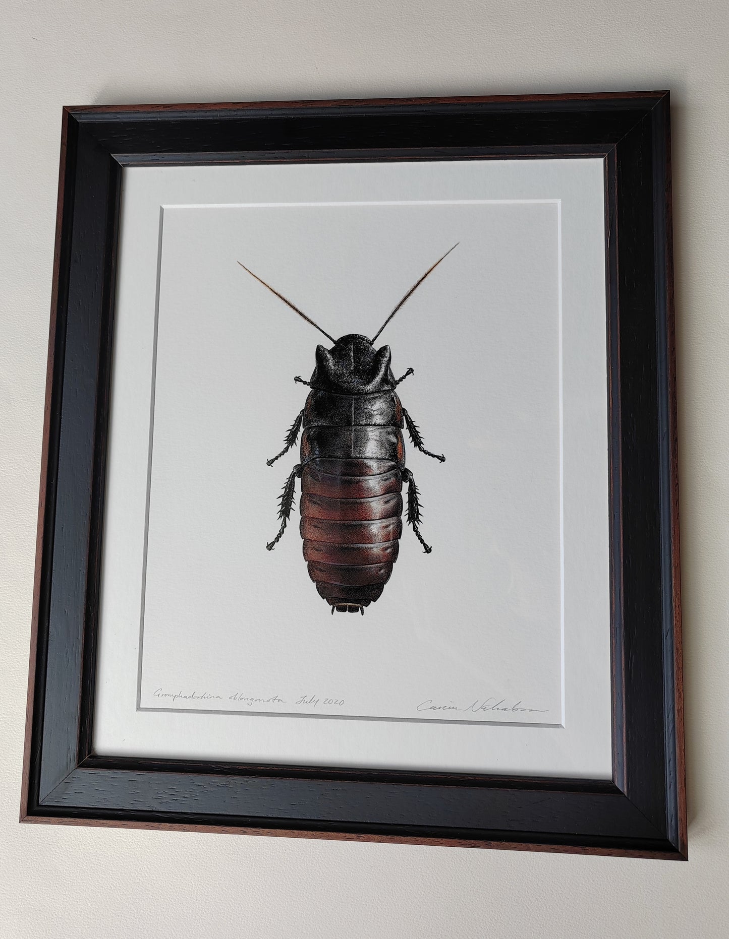 Framed Original Artwork - Gromphadorhina oblongonota, Wide Horn Hissing Cockroach