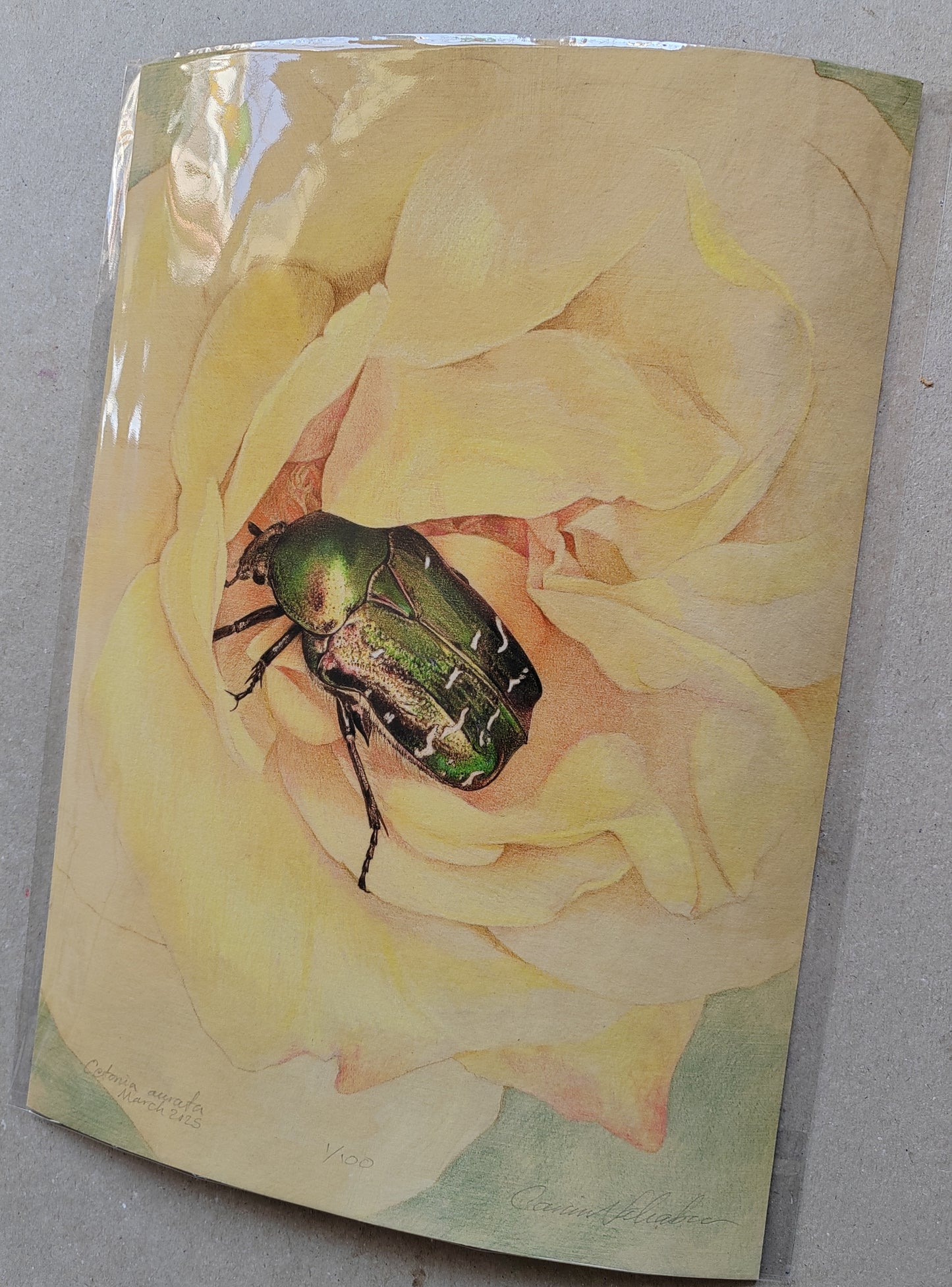Rose Chafer, Cetonia aurata, in rose. Limited edition art print A4 size