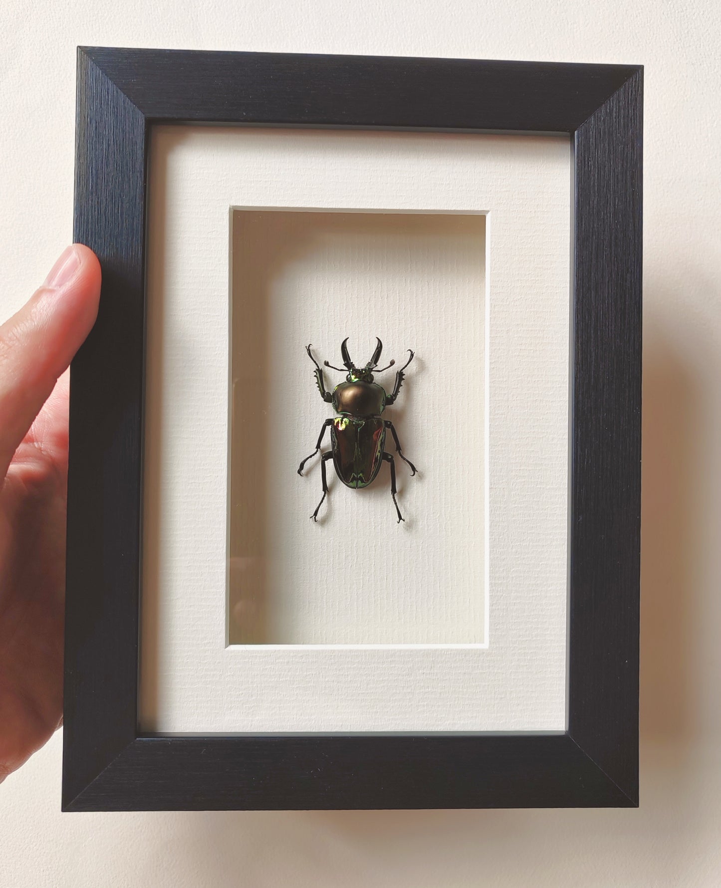 Phalacrognathus muelleri male, real framed specimen