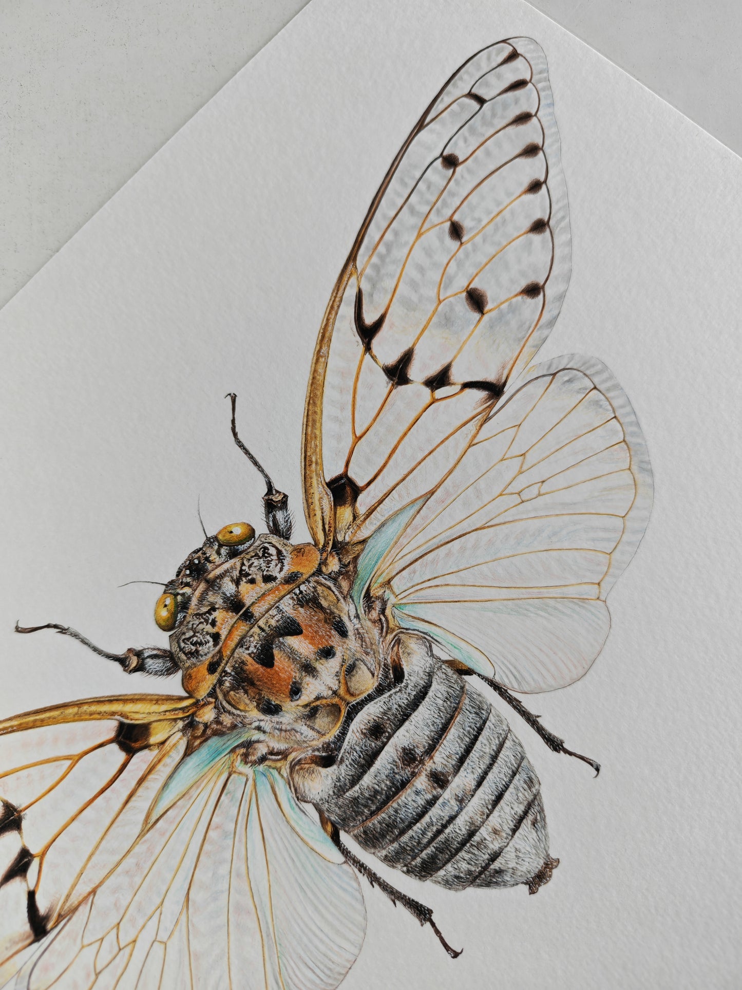 Ghost Cicada, Ayuthia spectabile, A4 size limited edition art print