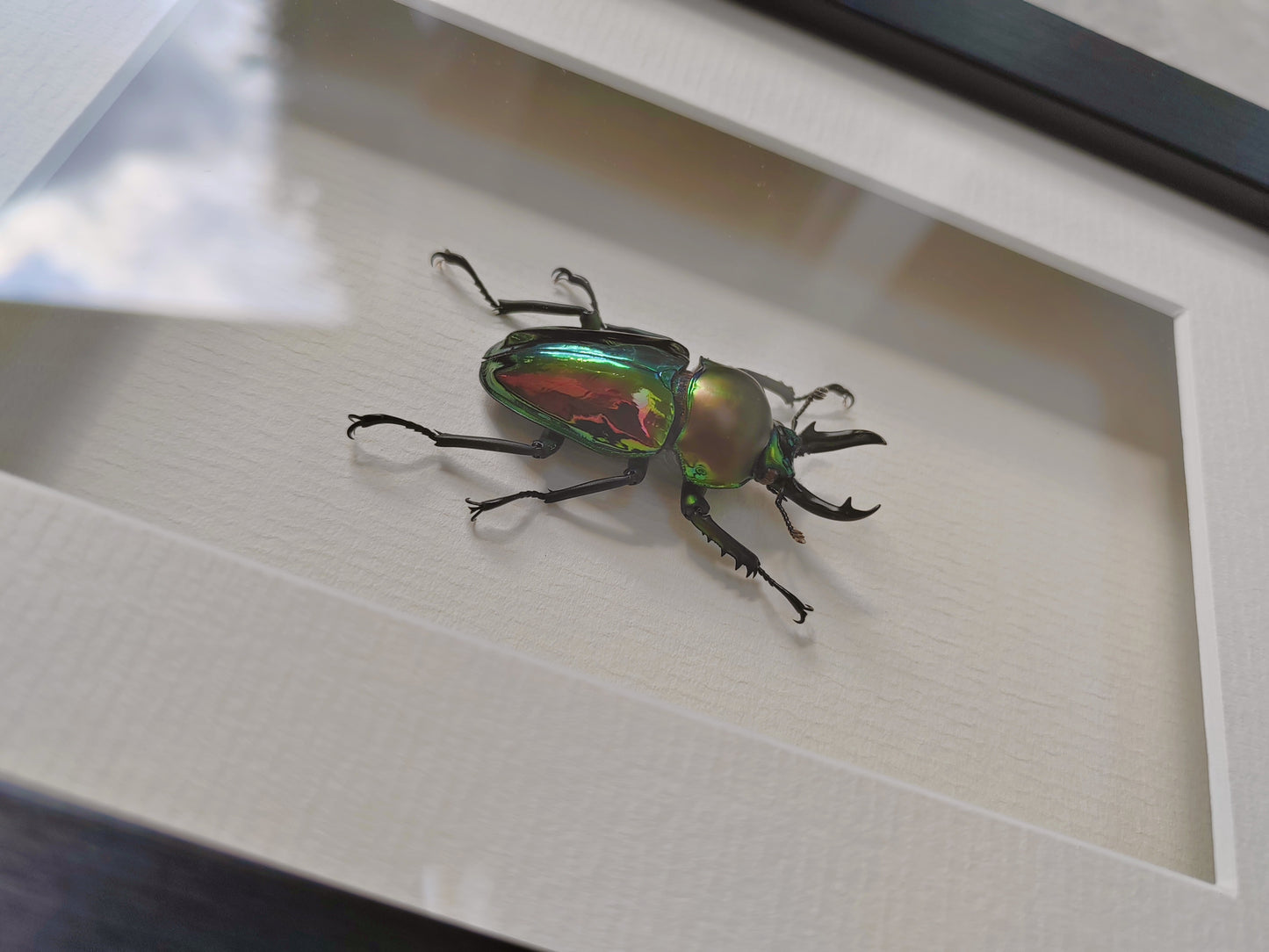Phalacrognathus muelleri male, real framed specimen