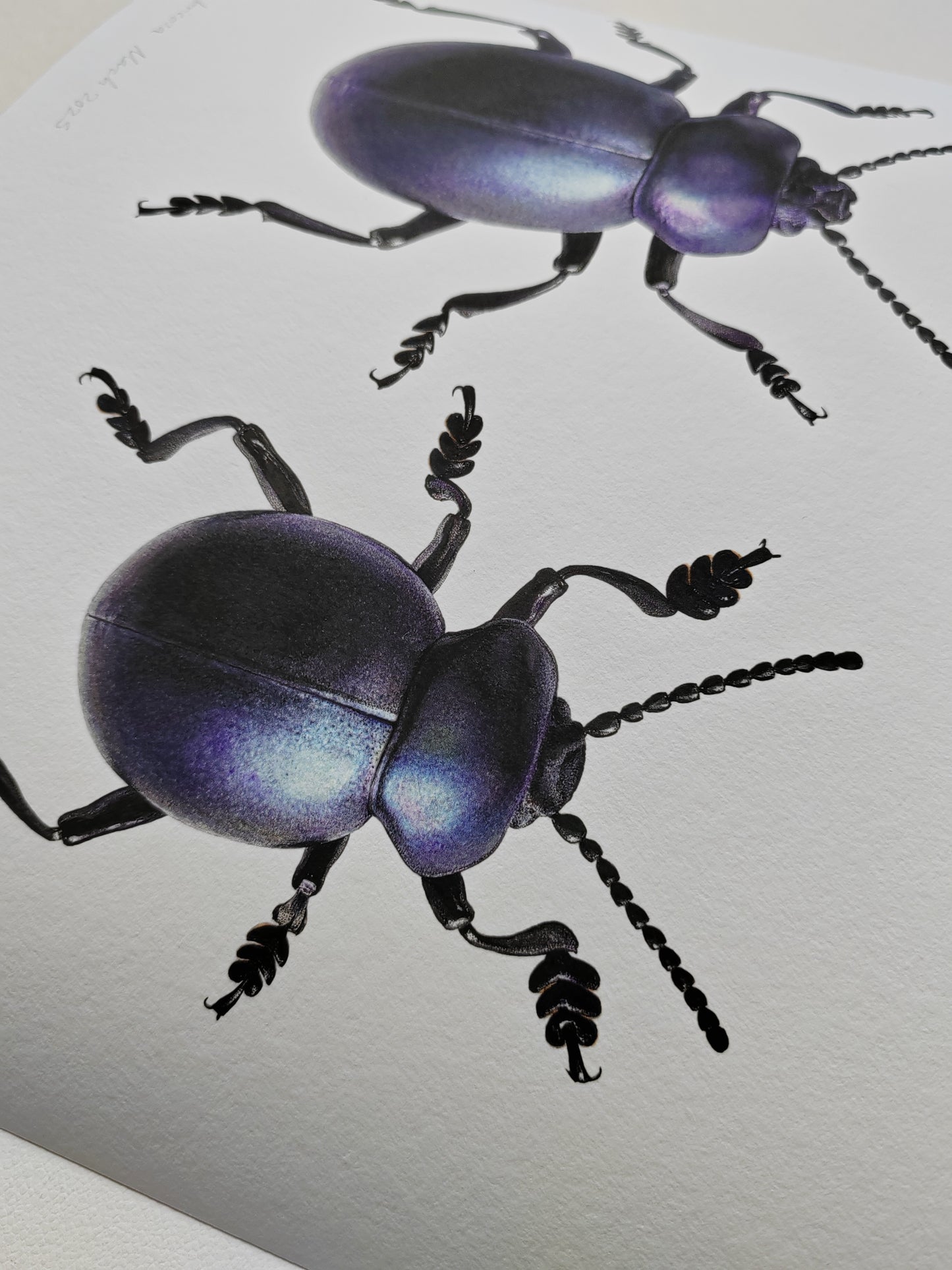 Bloody Nosed Beetle, Female & Male Timarcha tenebricosa. Limited edition art print A4 size