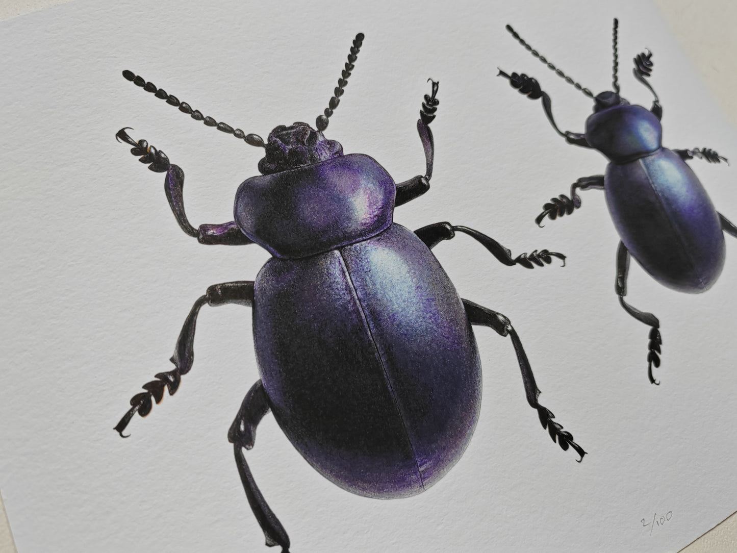 Bloody Nosed Beetle, Female & Male Timarcha tenebricosa. Limited edition art print A4 size