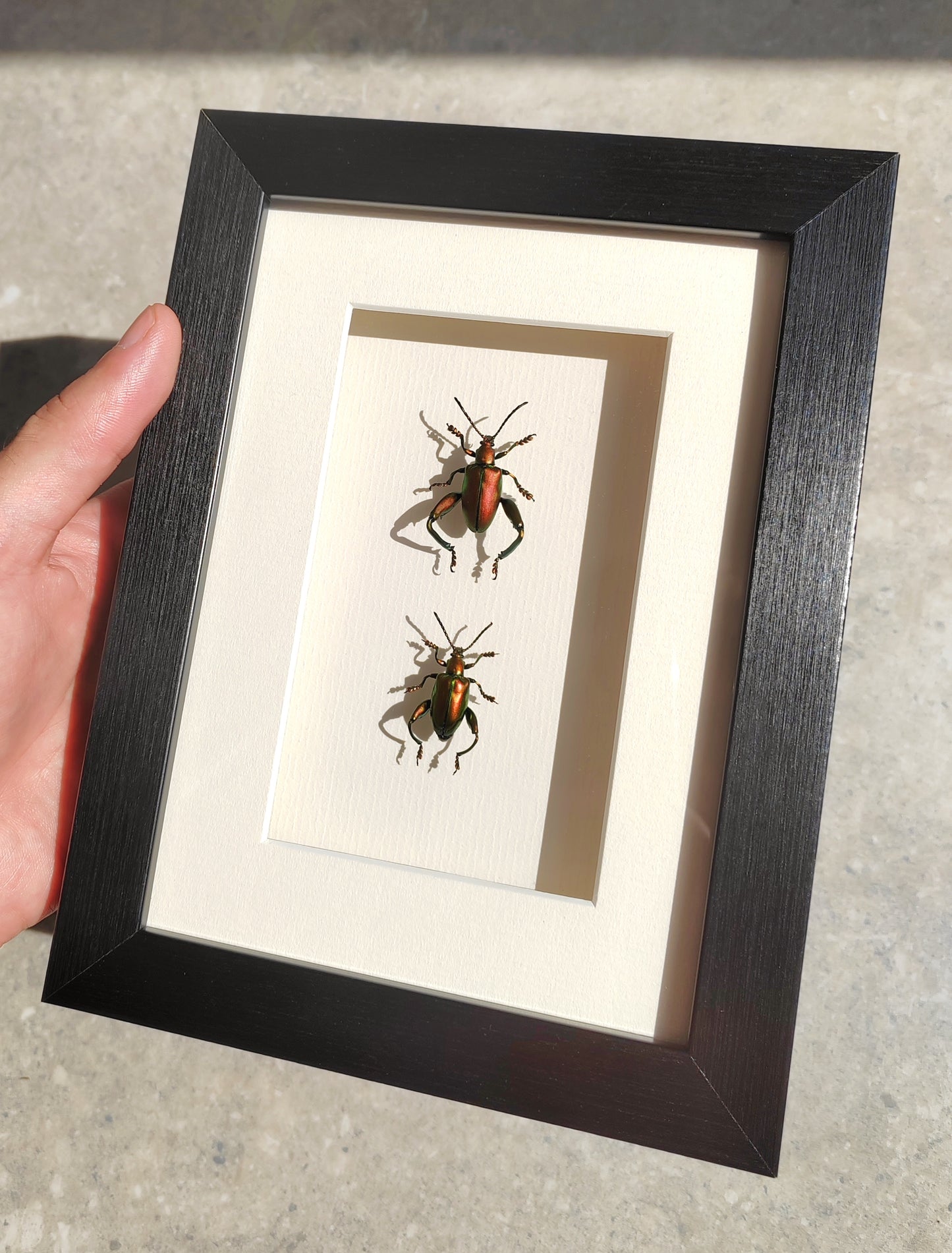 Sagra femoralis frog legged beetle, male & female pair real specimens framed