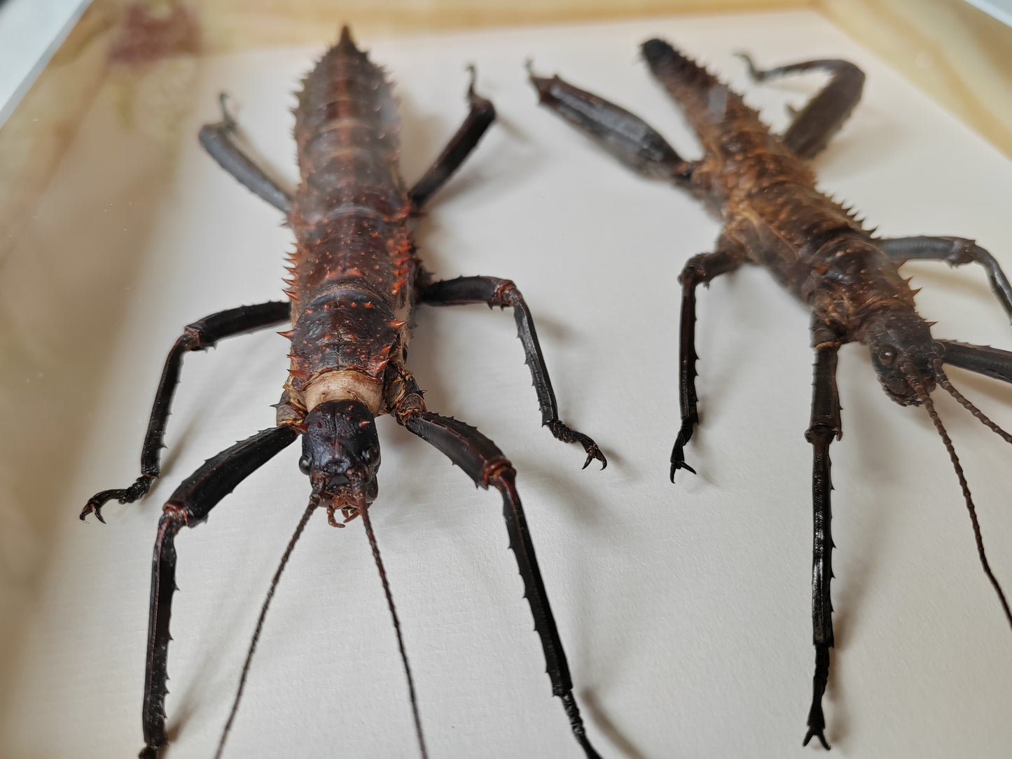 Framed Eurycantha horrida male & female XL real specimens