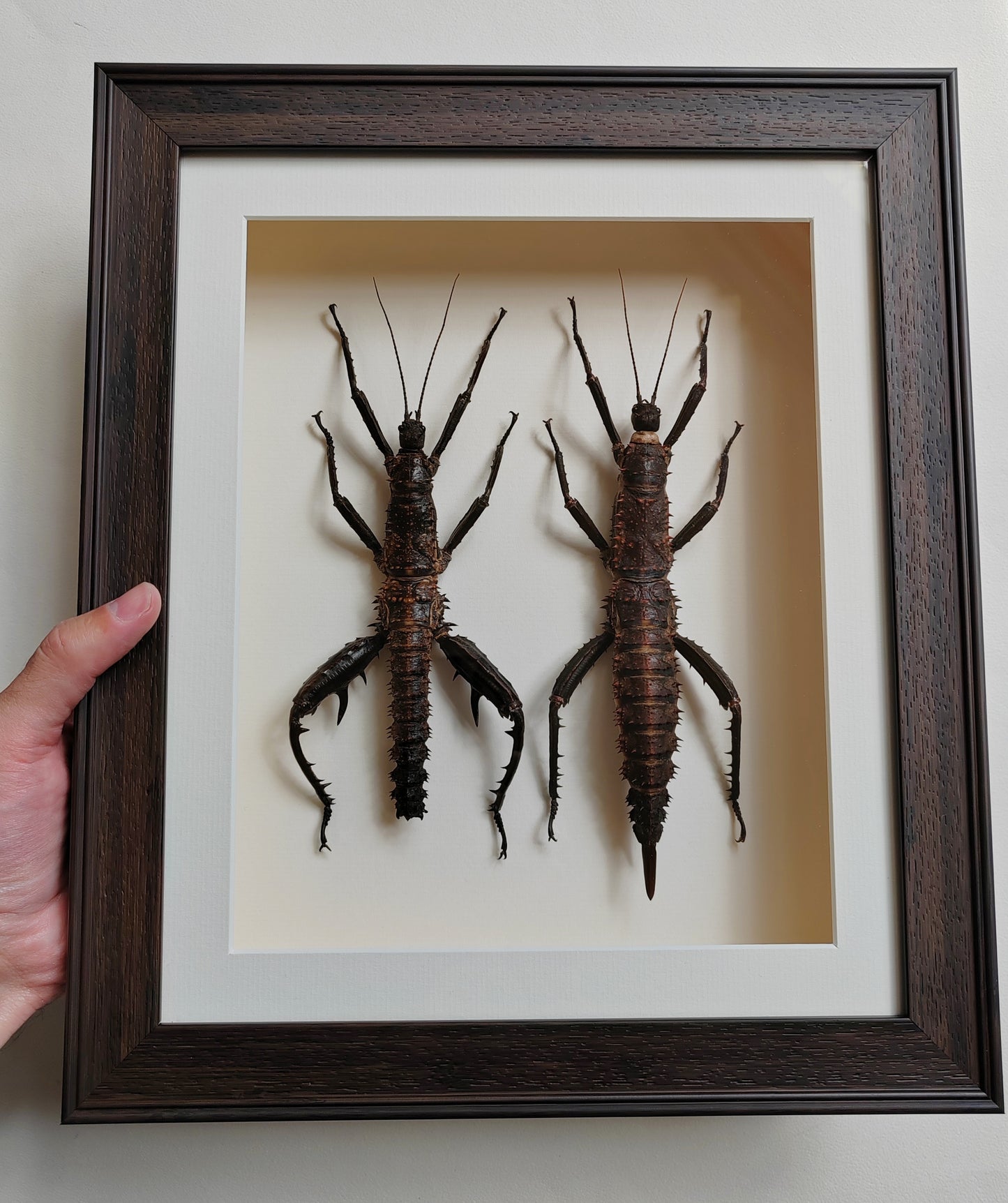 Framed Eurycantha horrida male & female XL real specimens