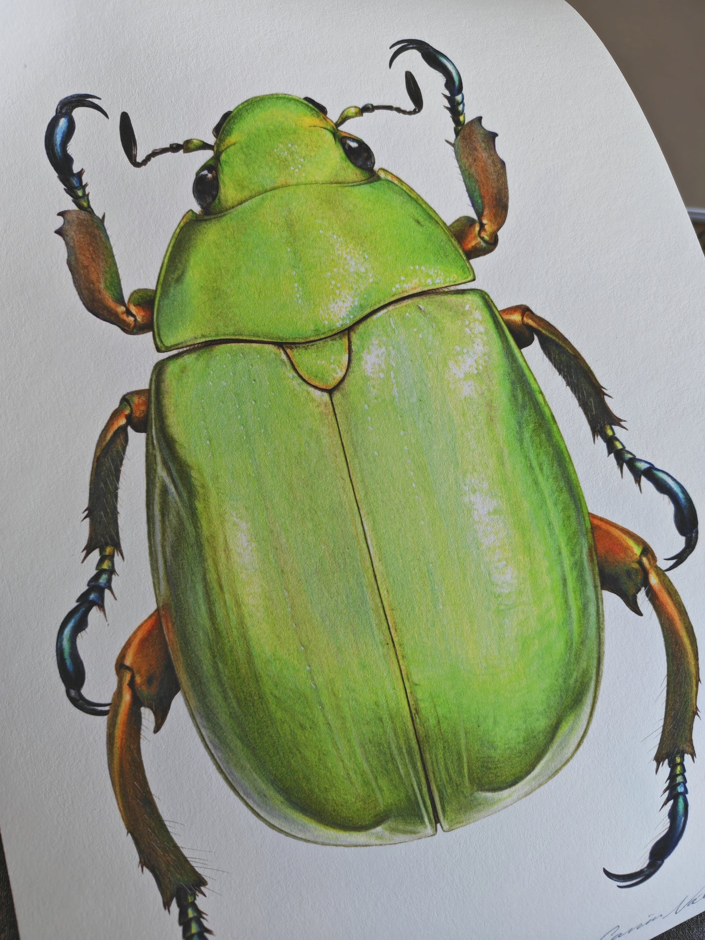 Chrysina alexae A4 size limited edition art print