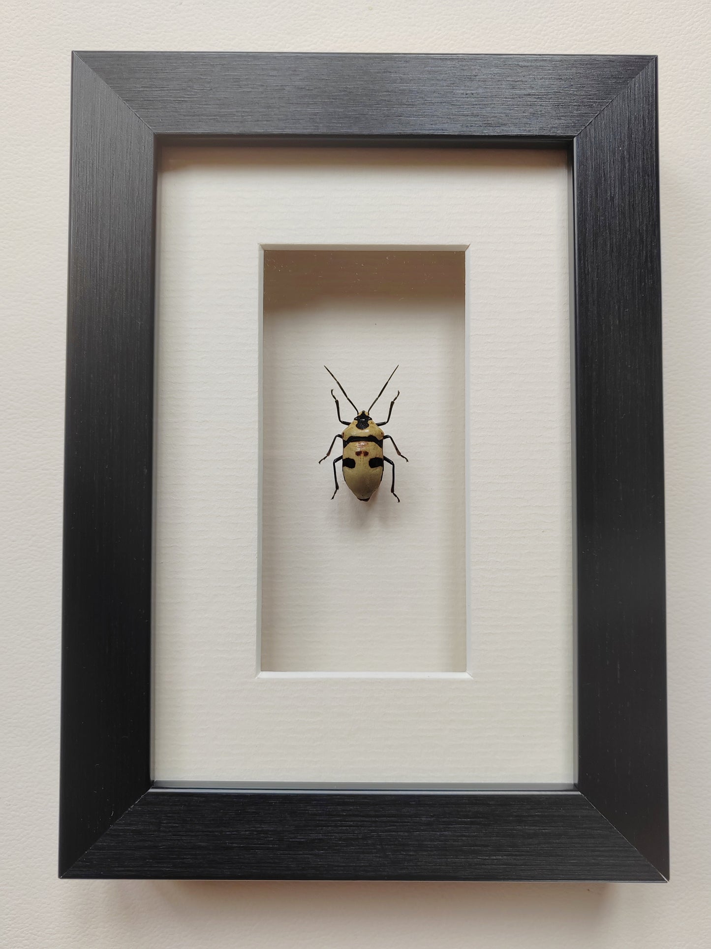 Skull Bug, Eucorysses grandis, real framed specimen