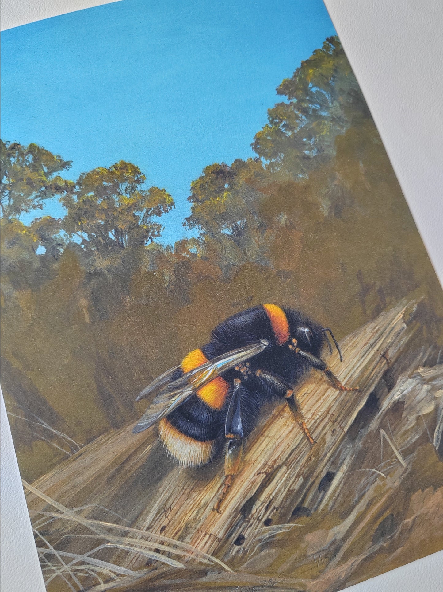 Bombus terrestris Buff-tailed Bumblebee, clothed in the sun