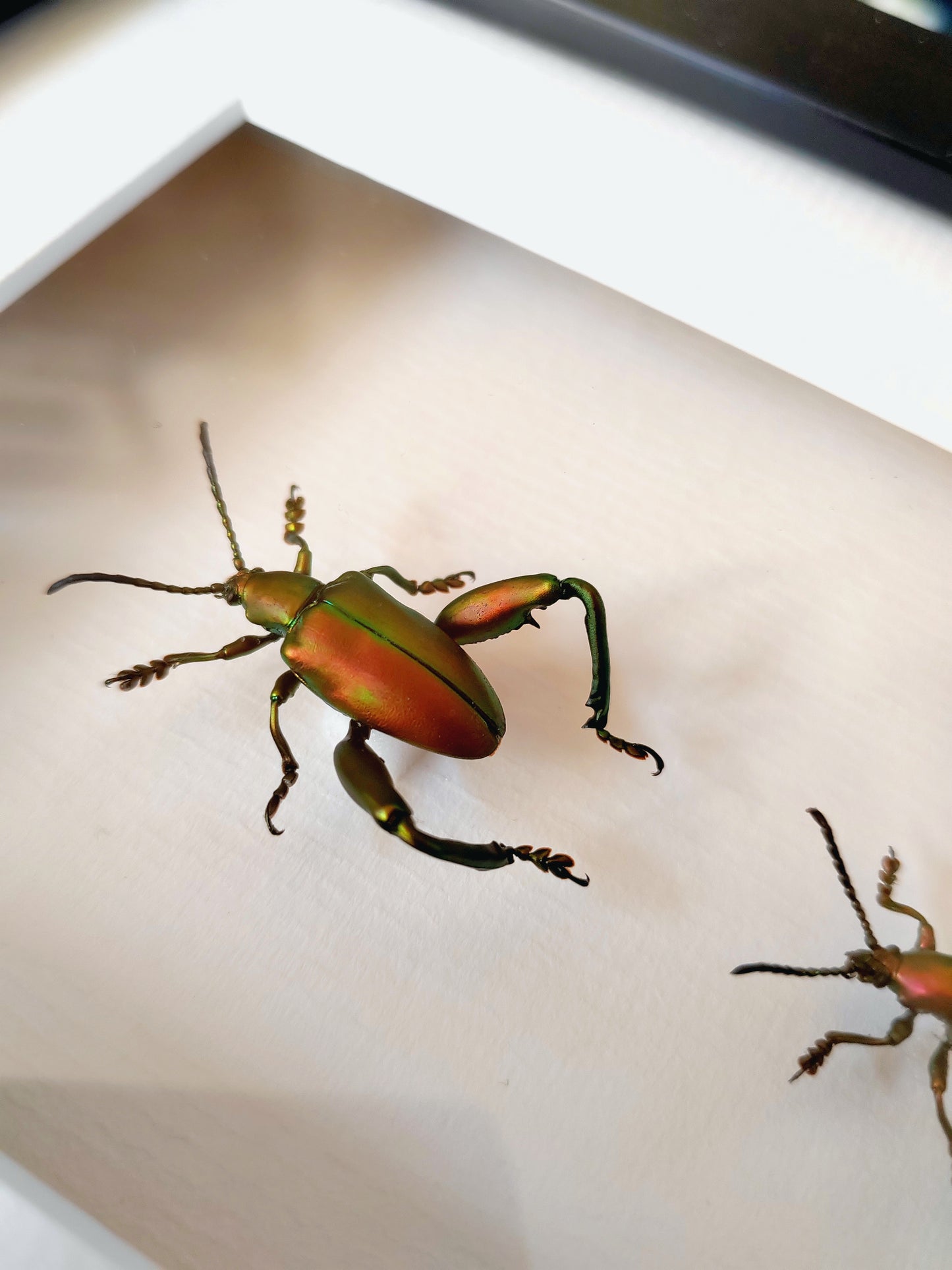 Sagra femoralis frog legged beetle, male & female pair real specimens framed