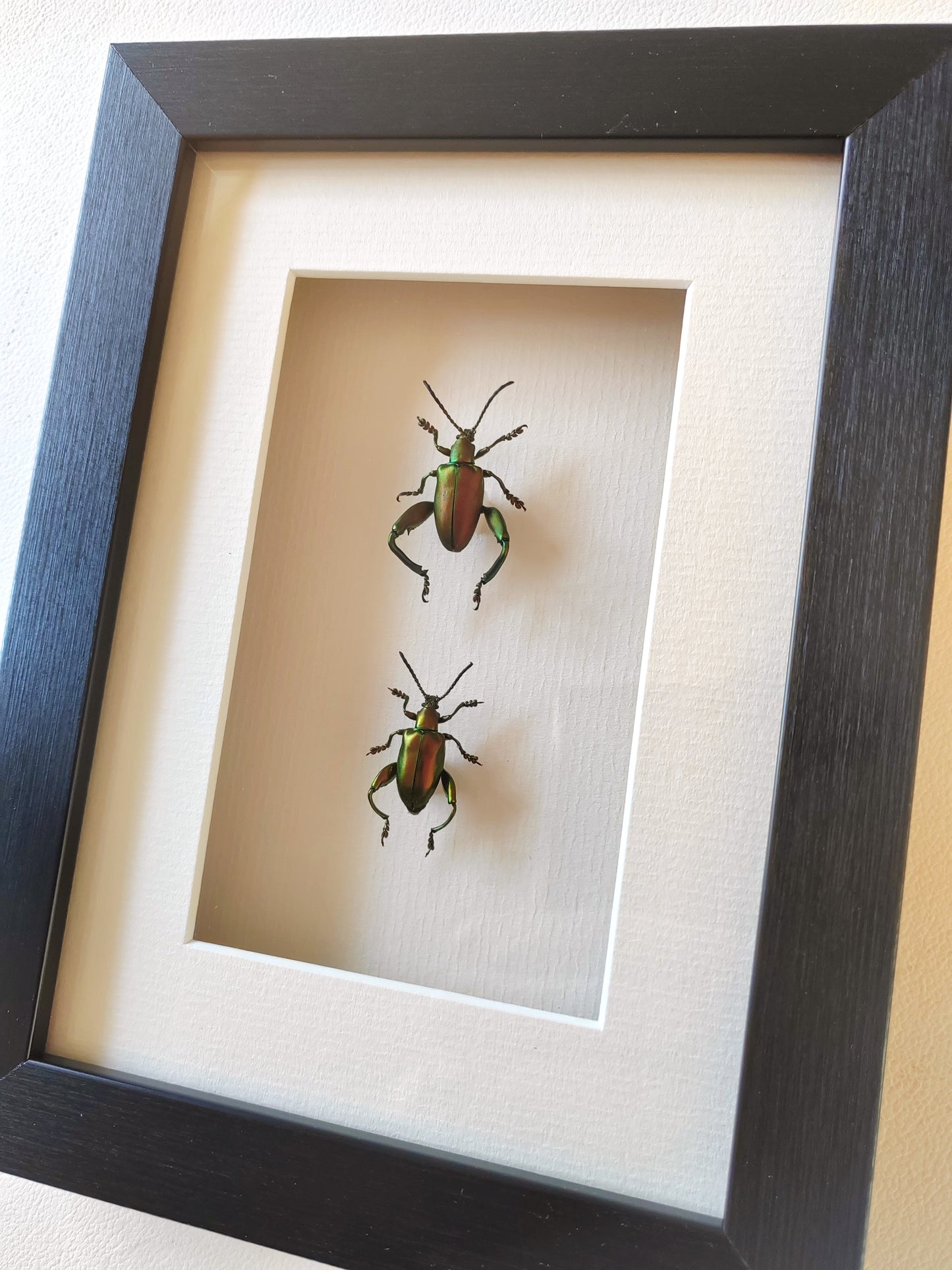 Sagra femoralis frog legged beetle, male & female pair real specimens framed
