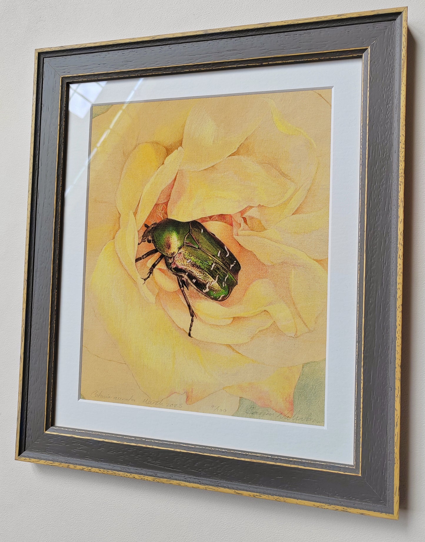 Cetonia aurata, Rose Chafer, framed limited edition art print
